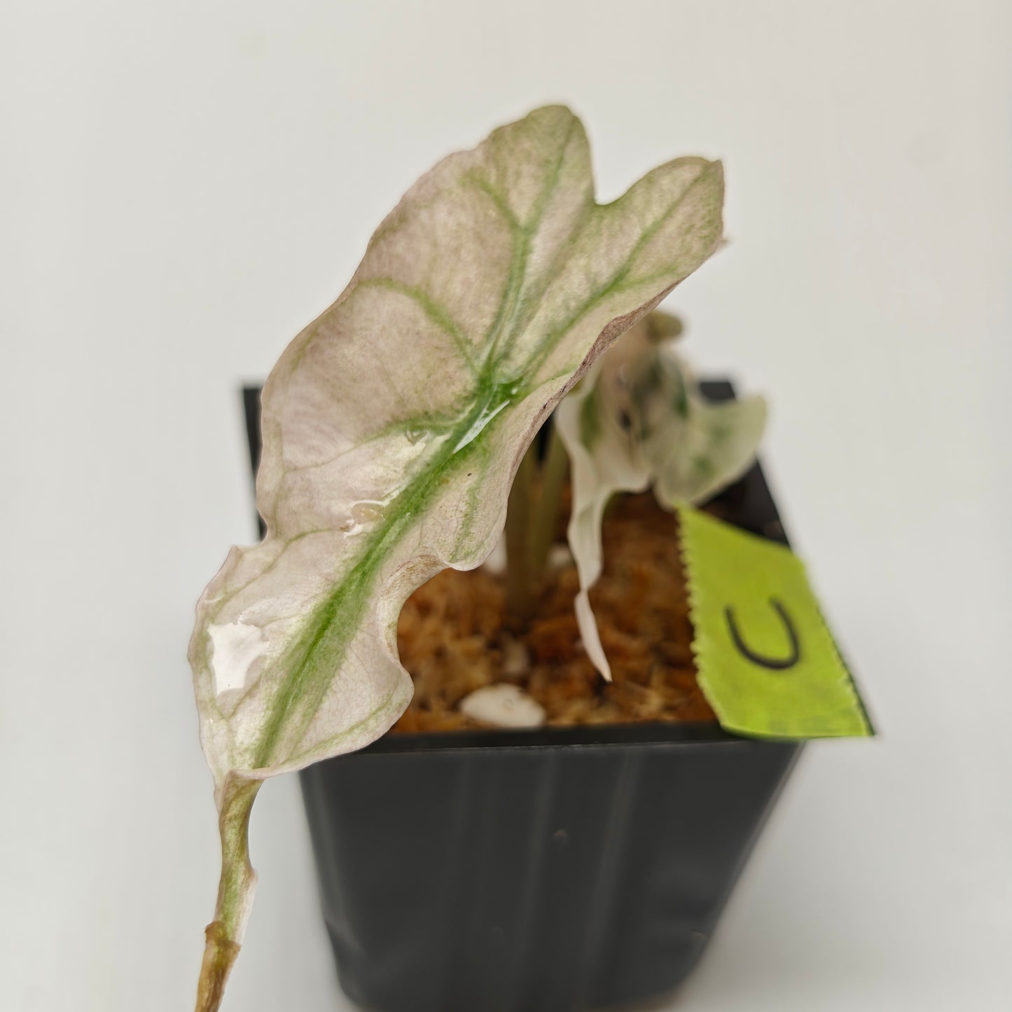 Alocasia Venom Pink Mint