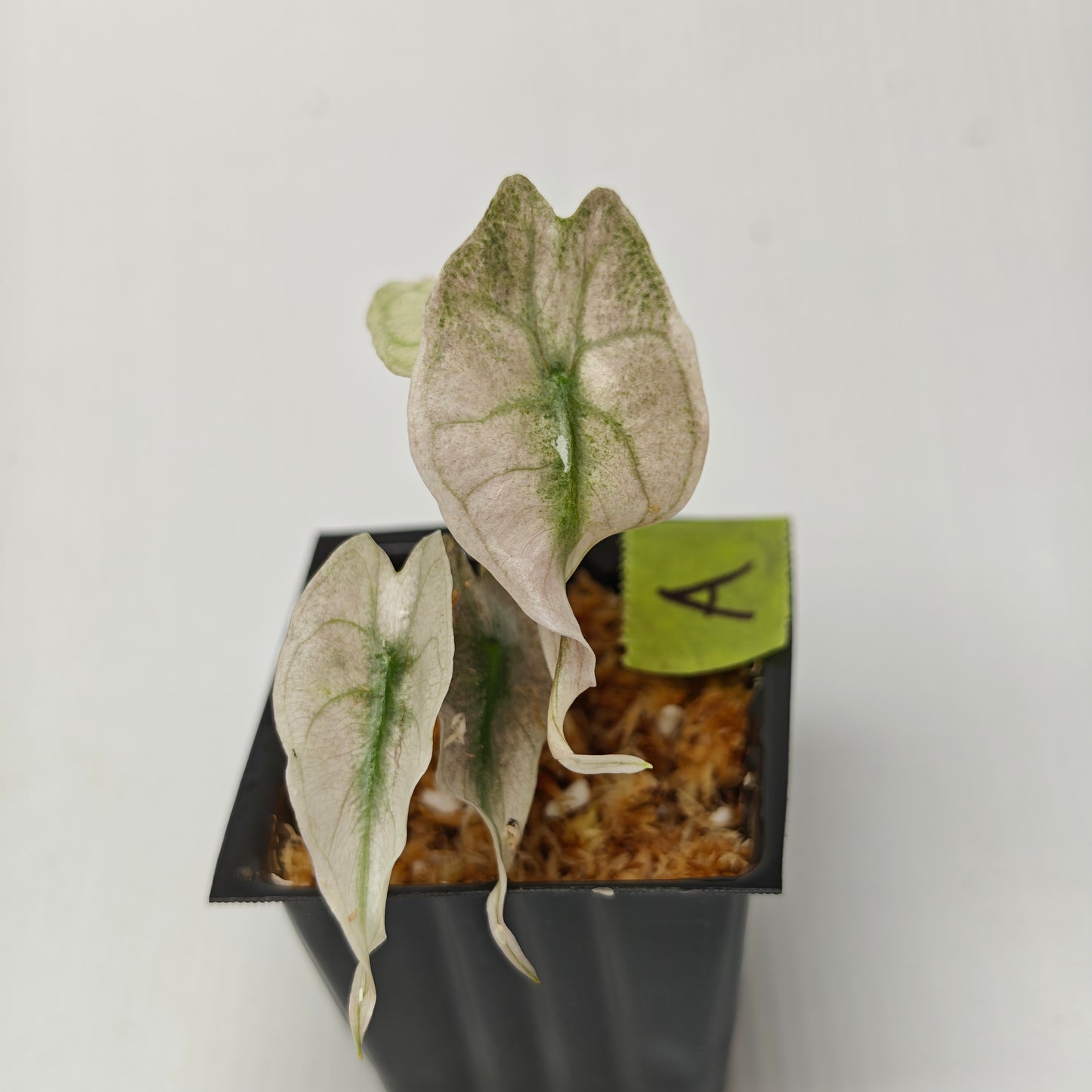 Alocasia Venom Pink Mint