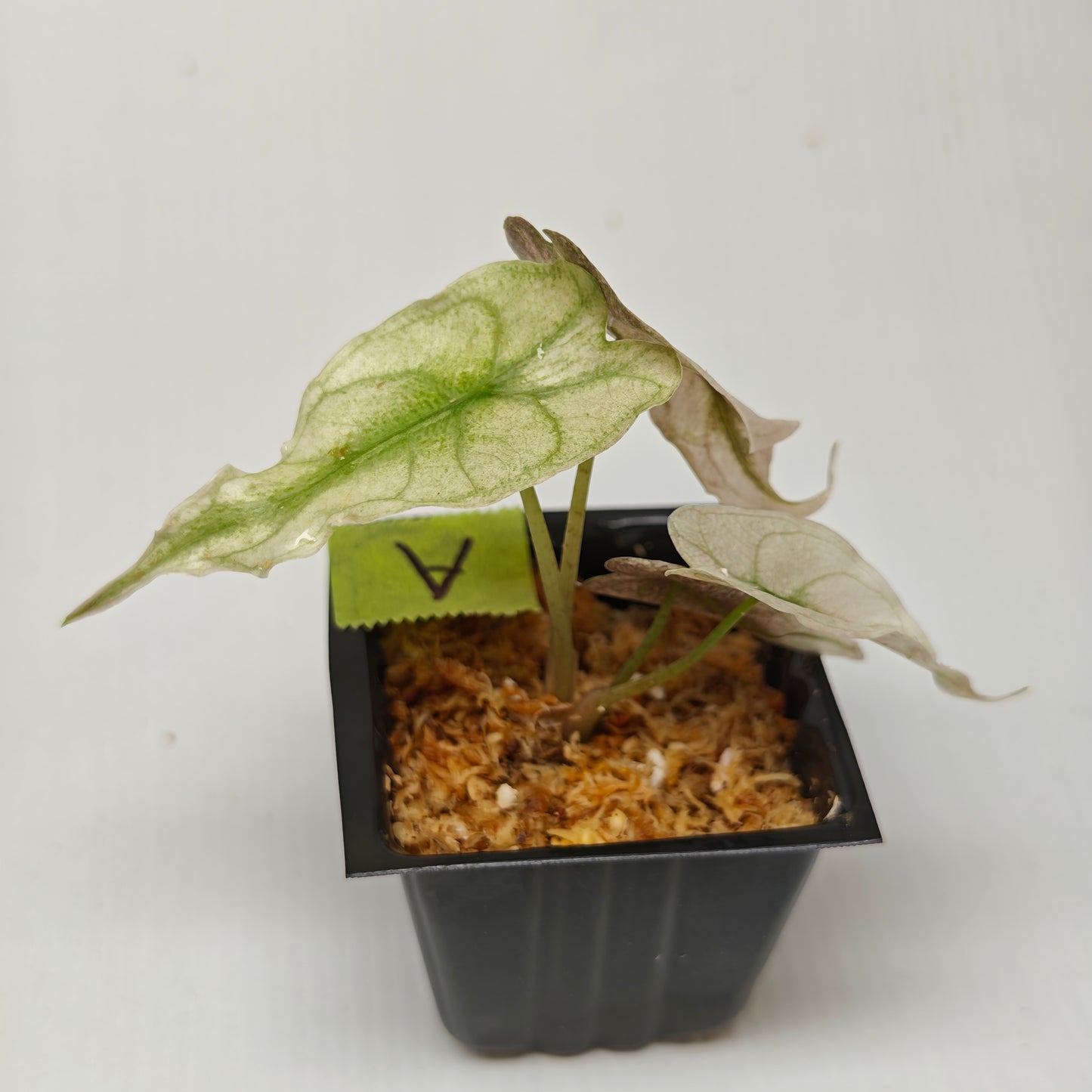 Alocasia Venom Pink Mint