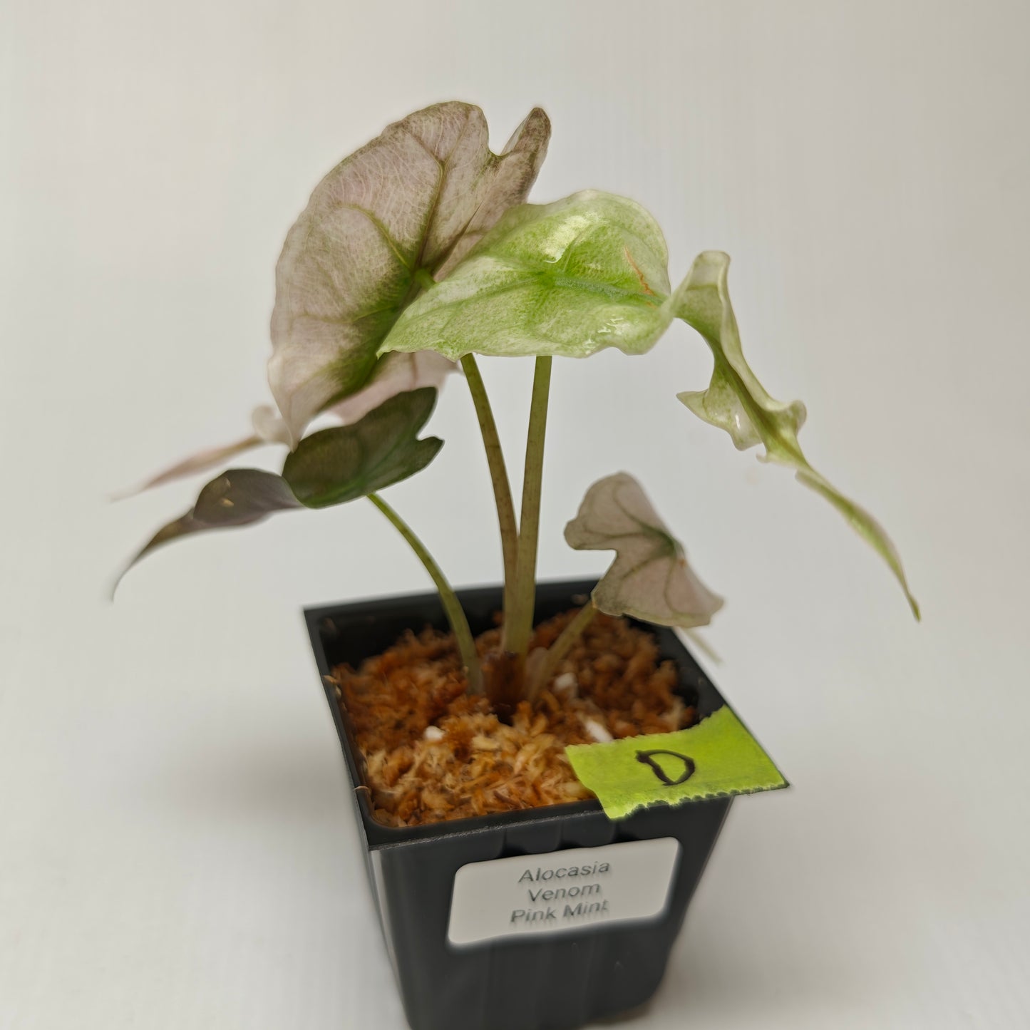 Alocasia Venom Pink Mint