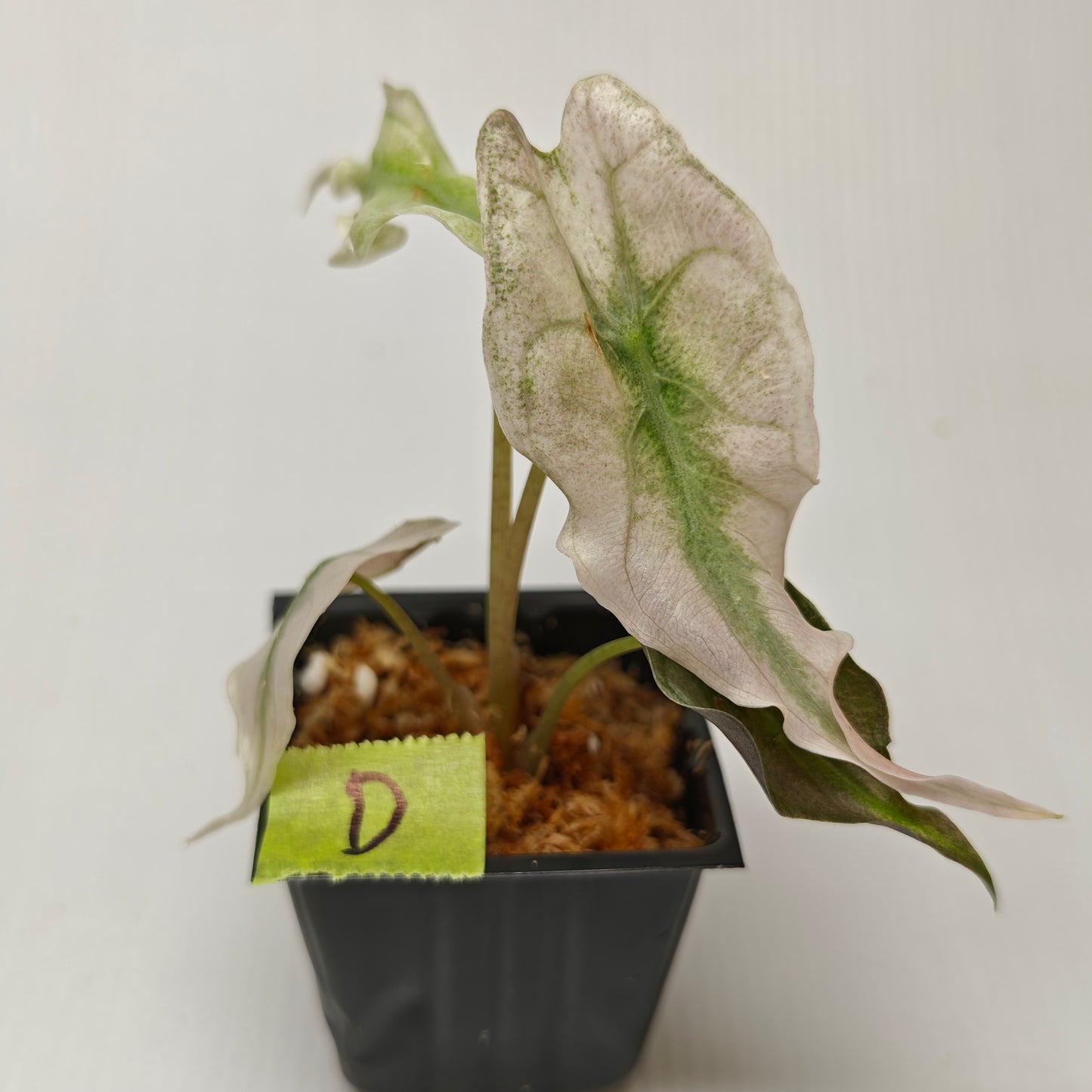 Alocasia Venom Pink Mint