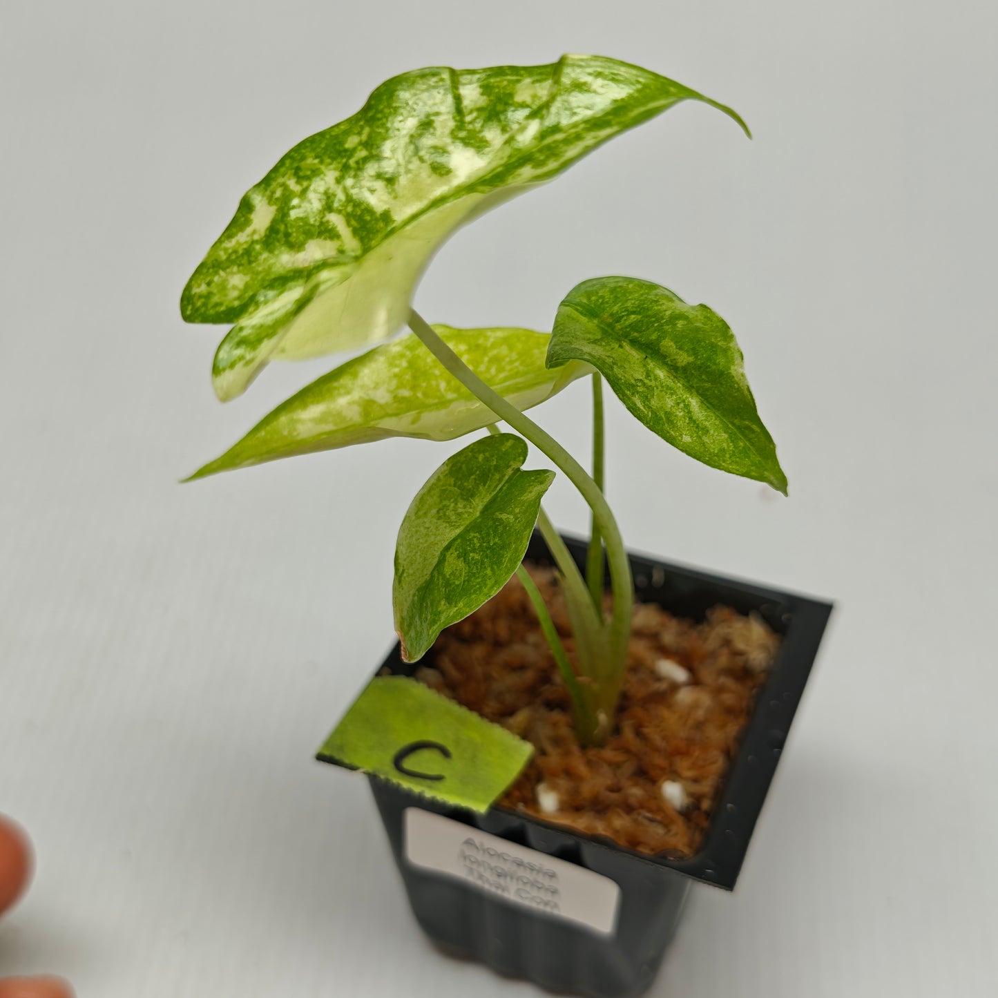 Alocasia longiloba Mint Thai Cons