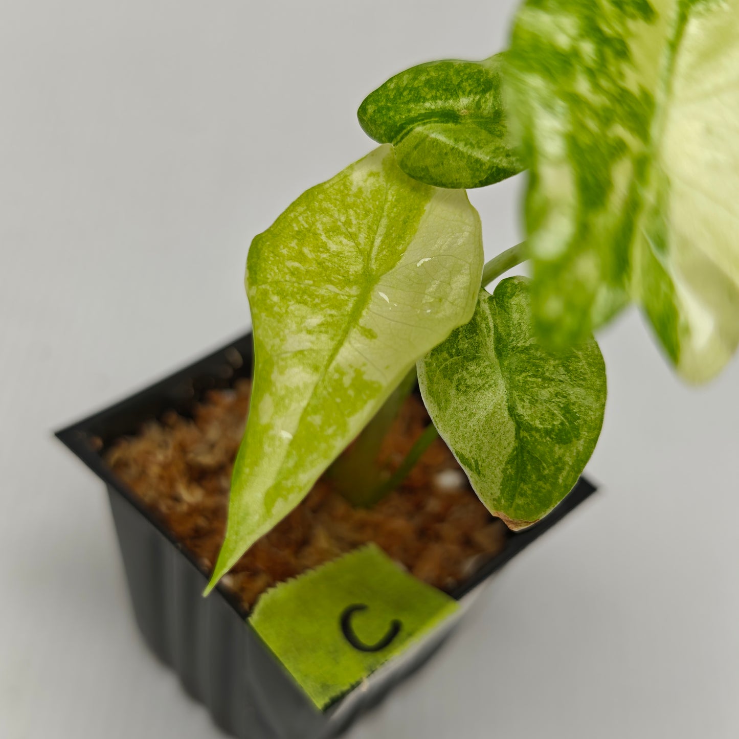 Alocasia longiloba Mint Thai Cons