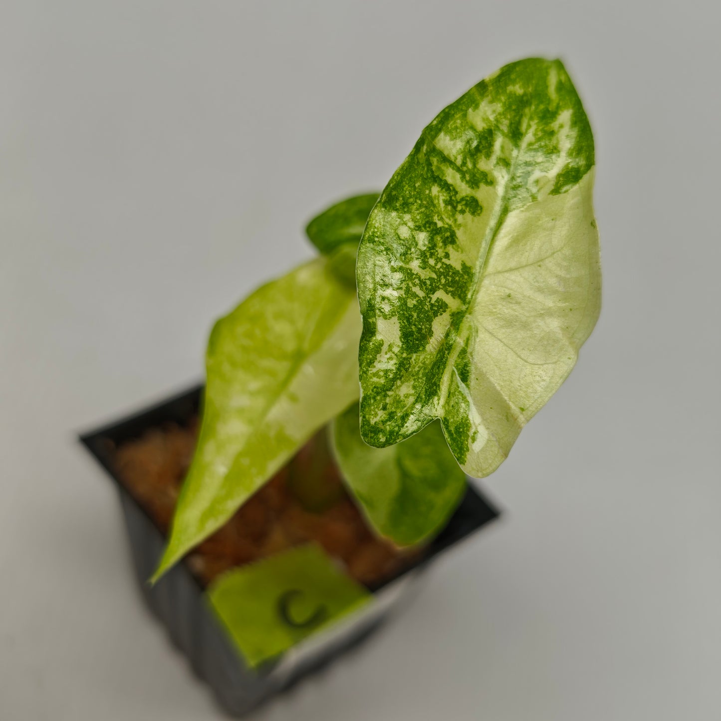 Alocasia longiloba Mint Thai Cons
