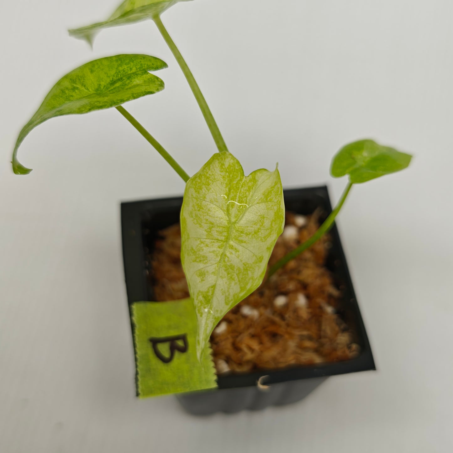 Alocasia longiloba Mint Thai Cons