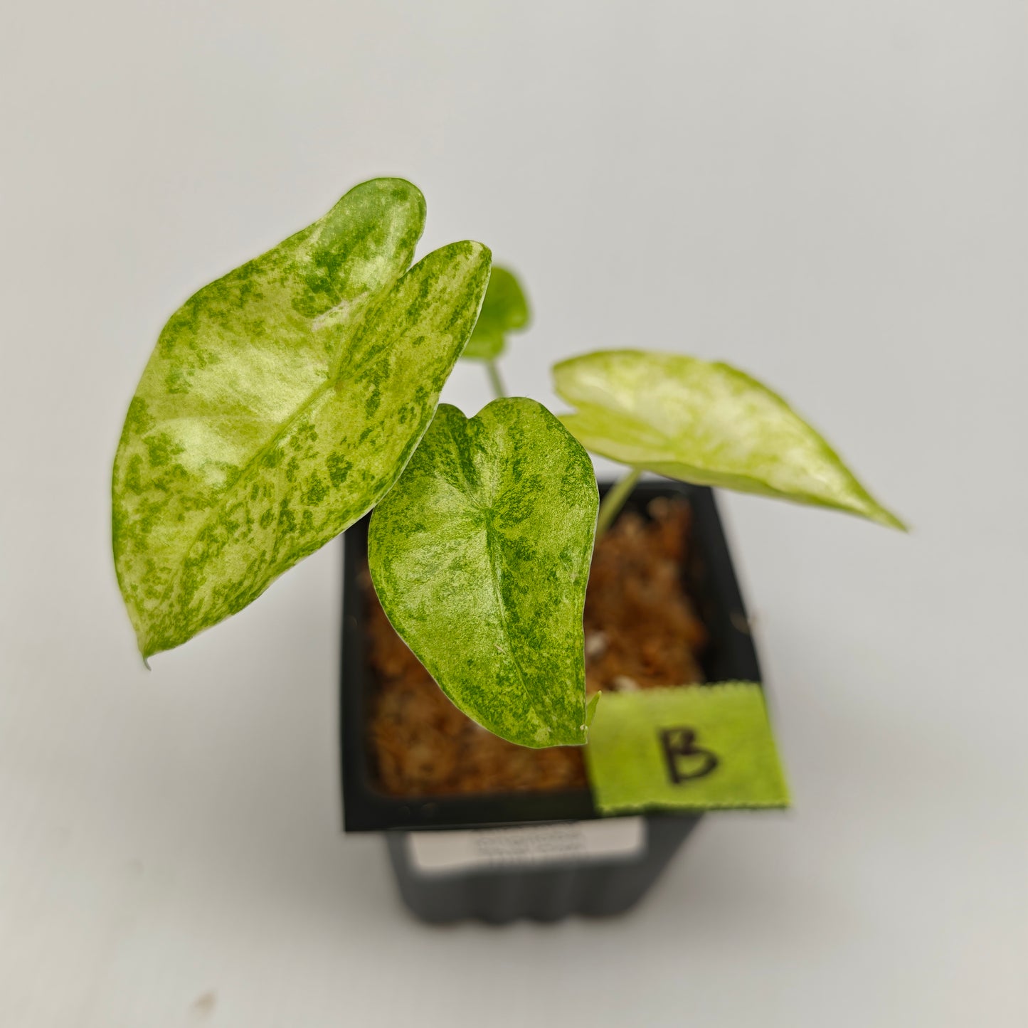 Alocasia longiloba Mint Thai Cons