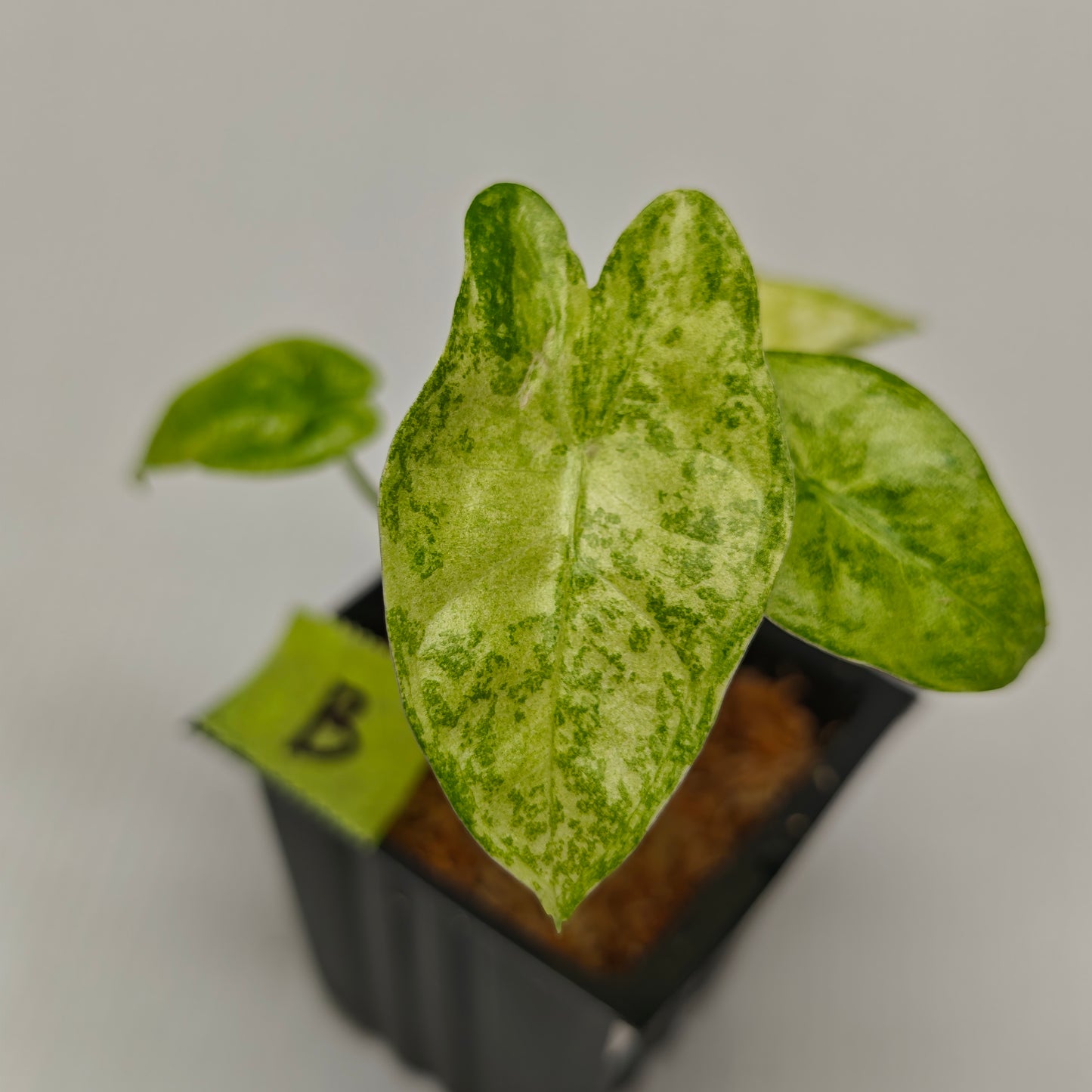 Alocasia longiloba Mint Thai Cons
