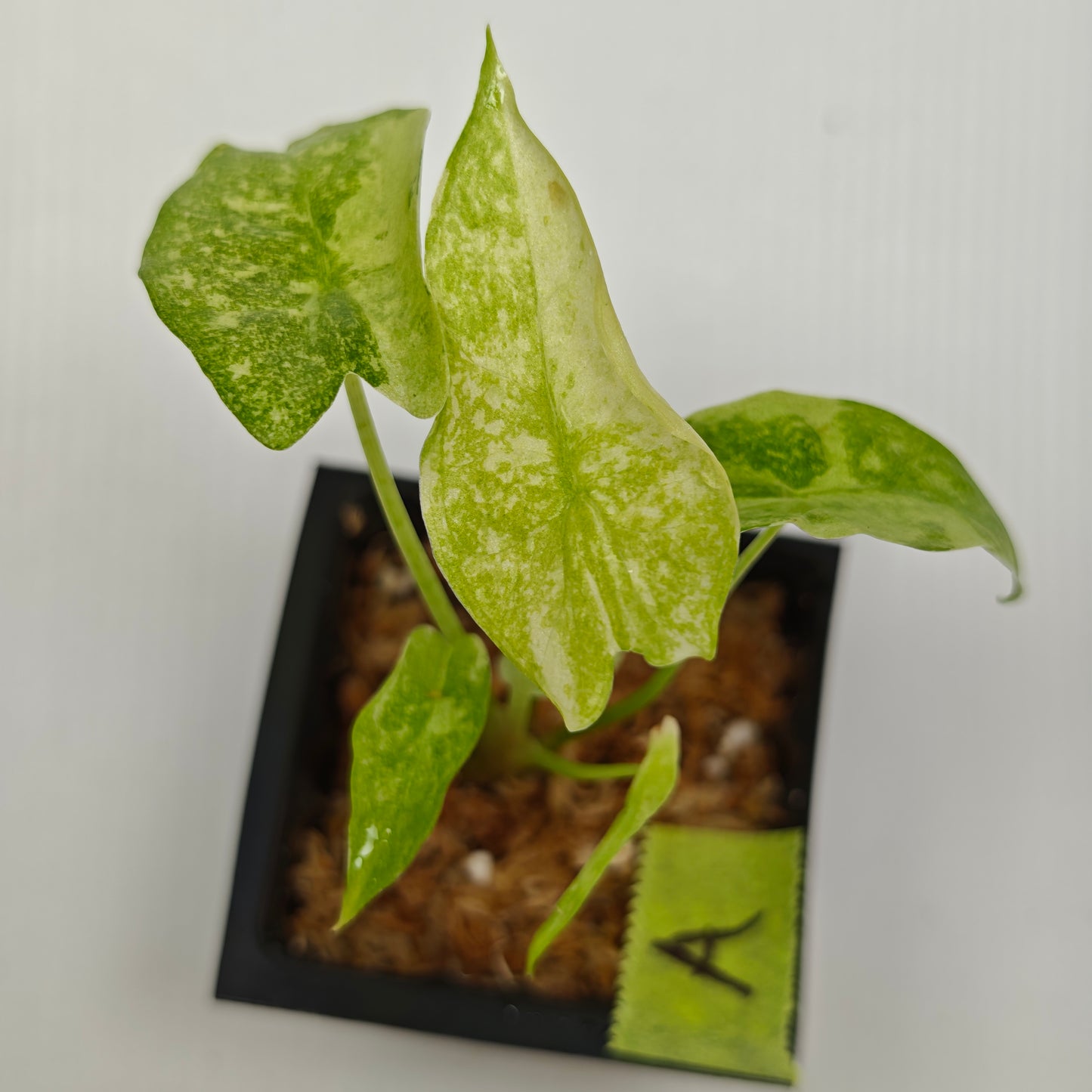 Alocasia longiloba Mint Thai Cons