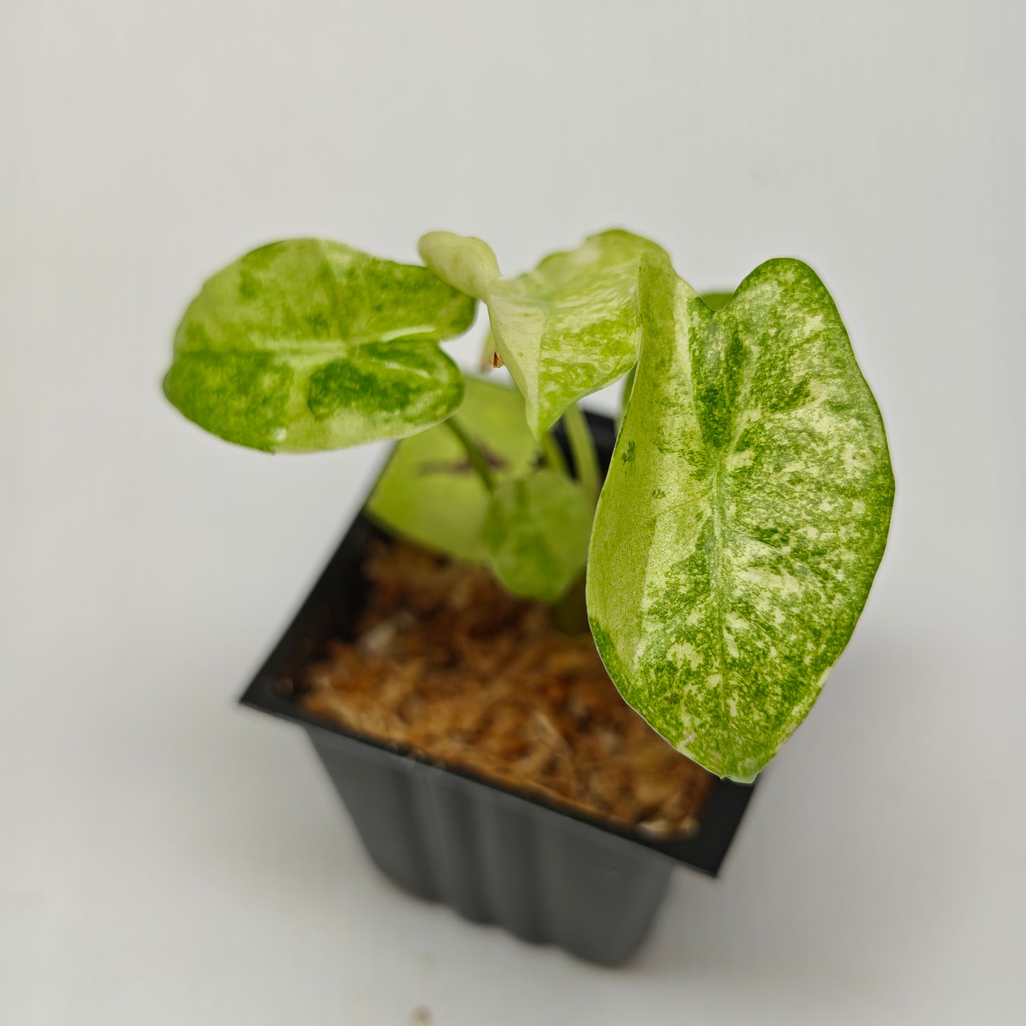 Alocasia longiloba Mint Thai Cons