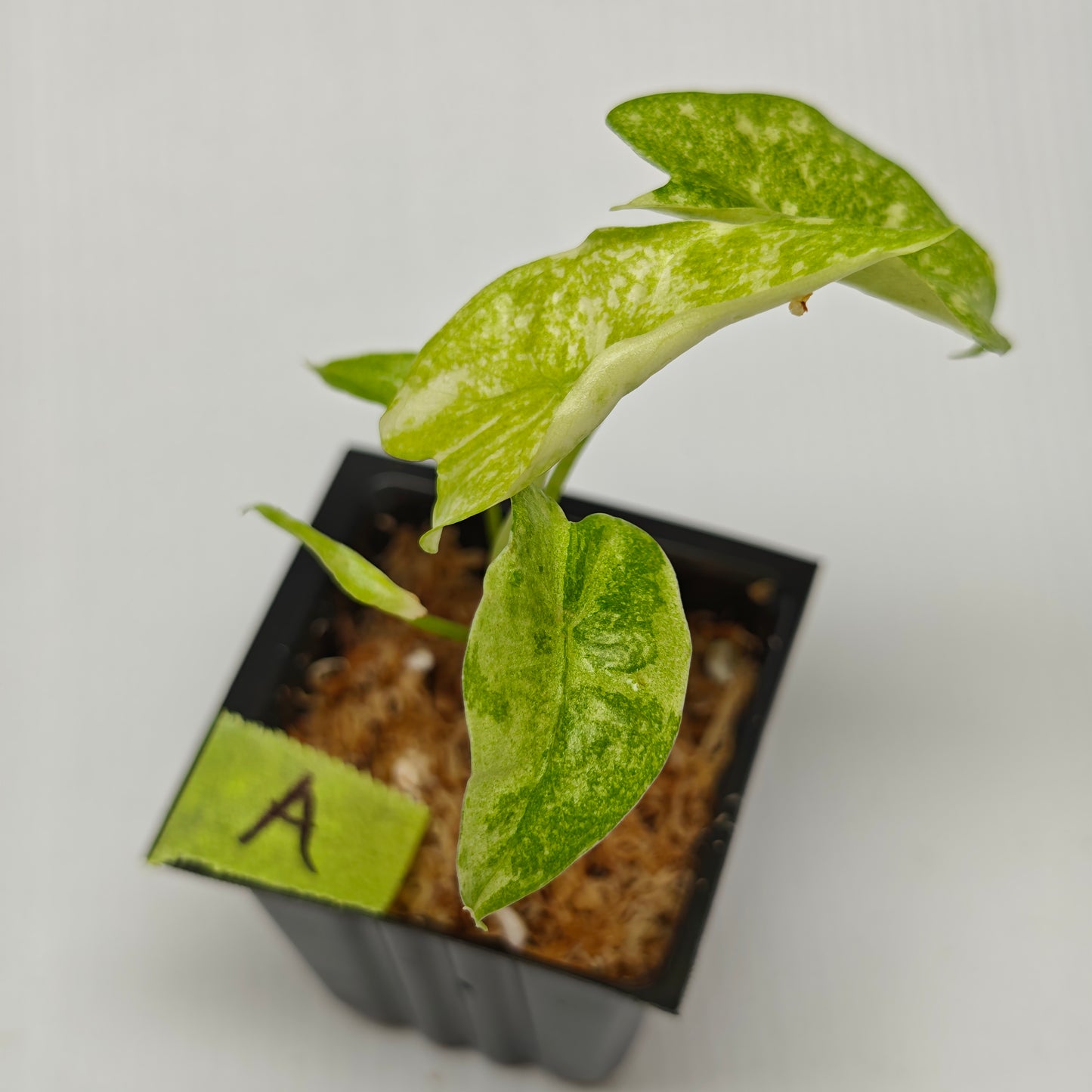 Alocasia longiloba Mint Thai Cons