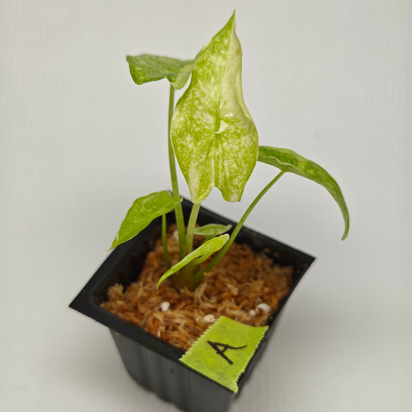 Alocasia longiloba Mint Thai Cons