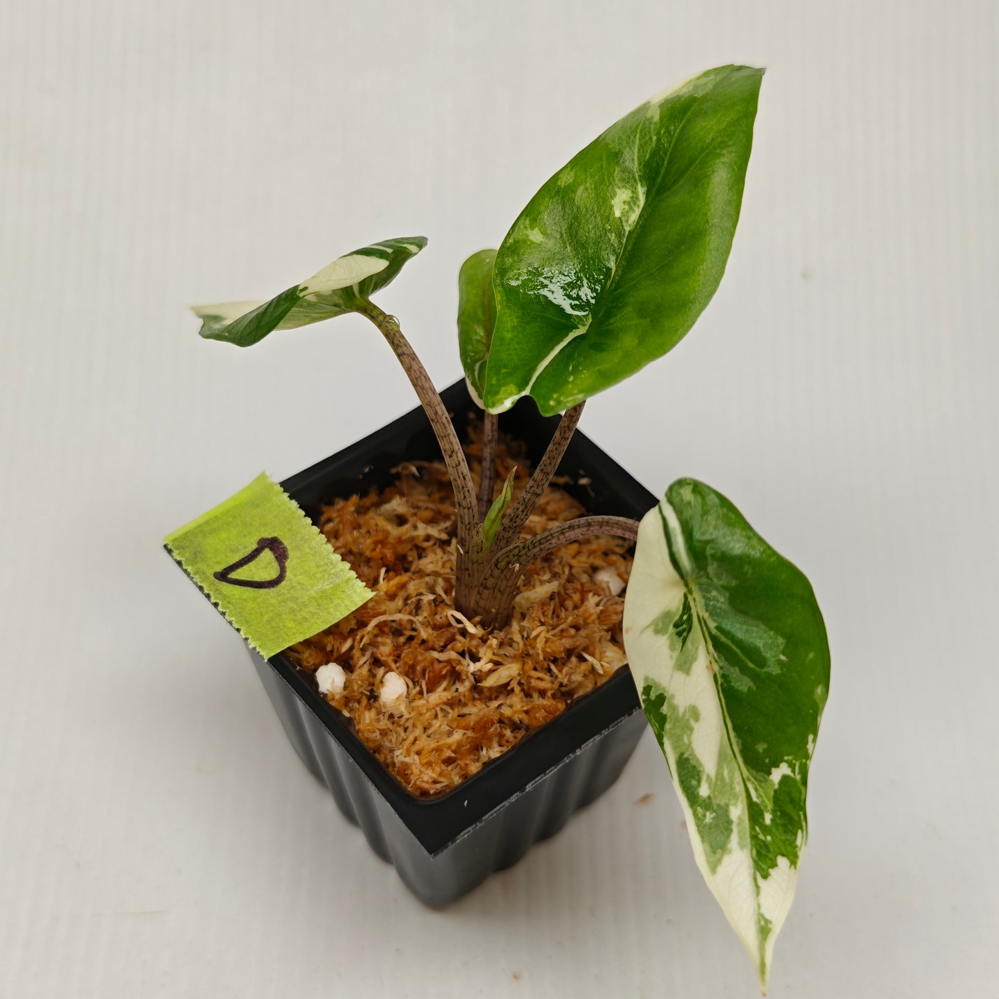 Alocasia Metallic Blue Albo Variegated