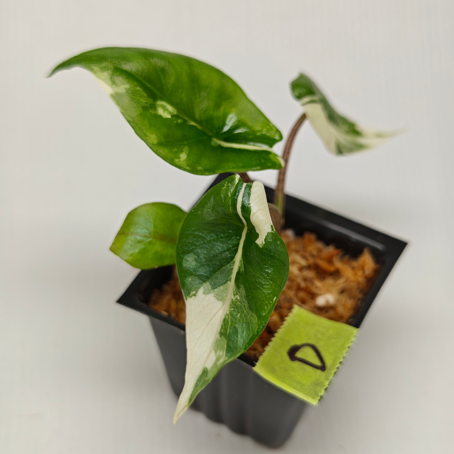 Alocasia Metallic Blue Albo Variegated