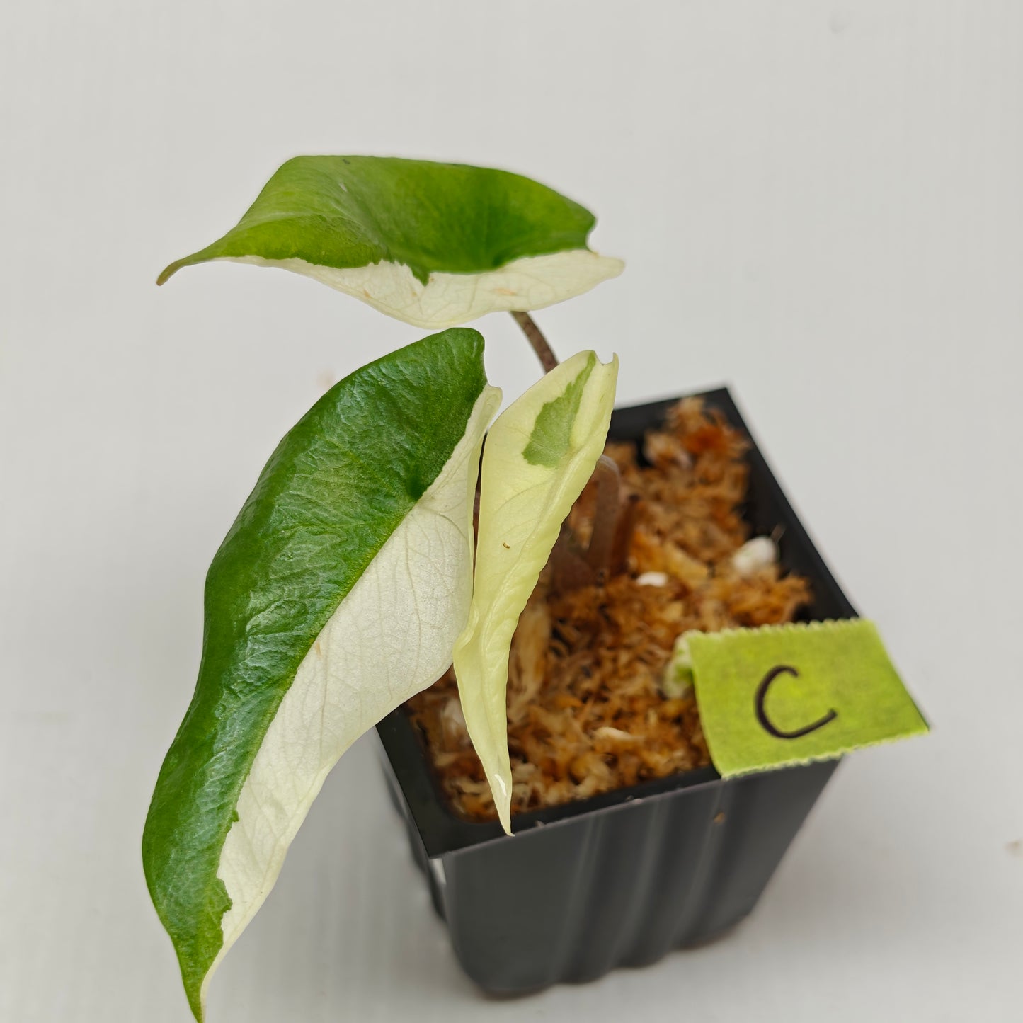 Alocasia Metallic Blue Albo Variegated