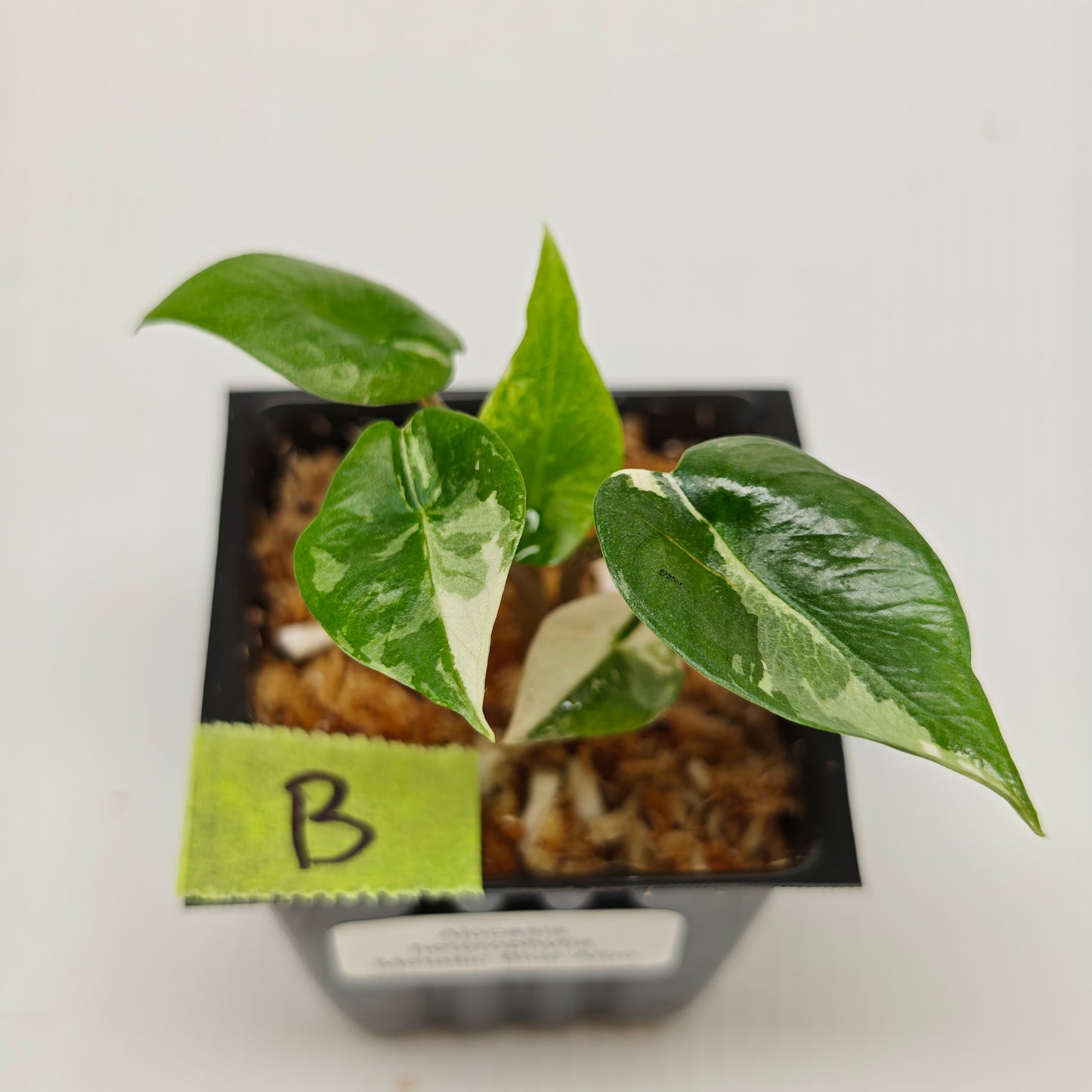 Alocasia Metallic Blue Albo Variegated
