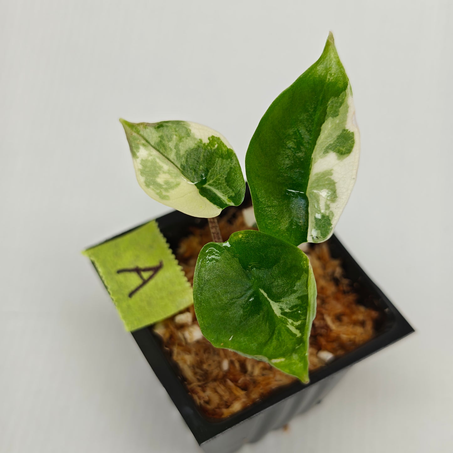 Alocasia Metallic Blue Albo Variegated