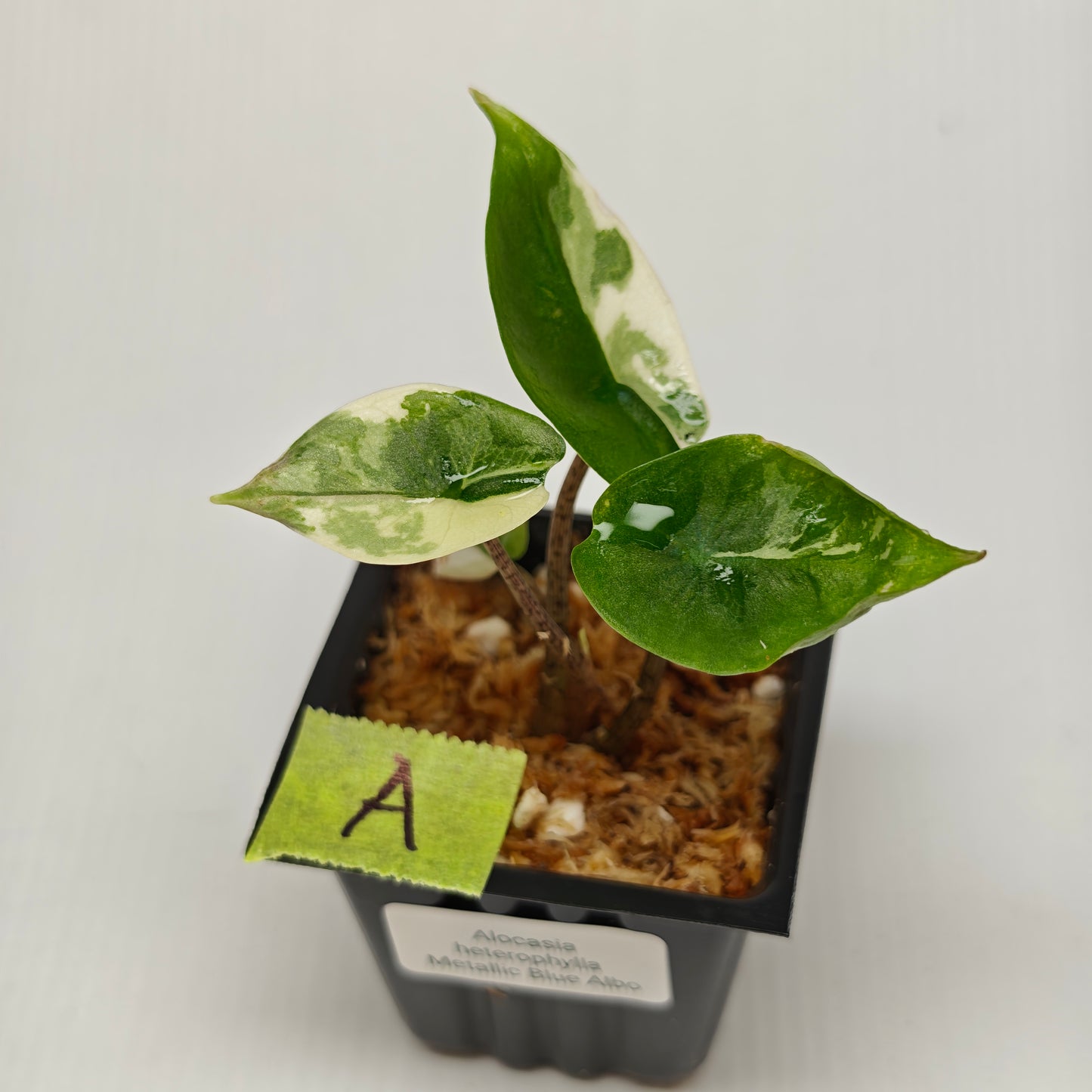 Alocasia Metallic Blue Albo Variegated