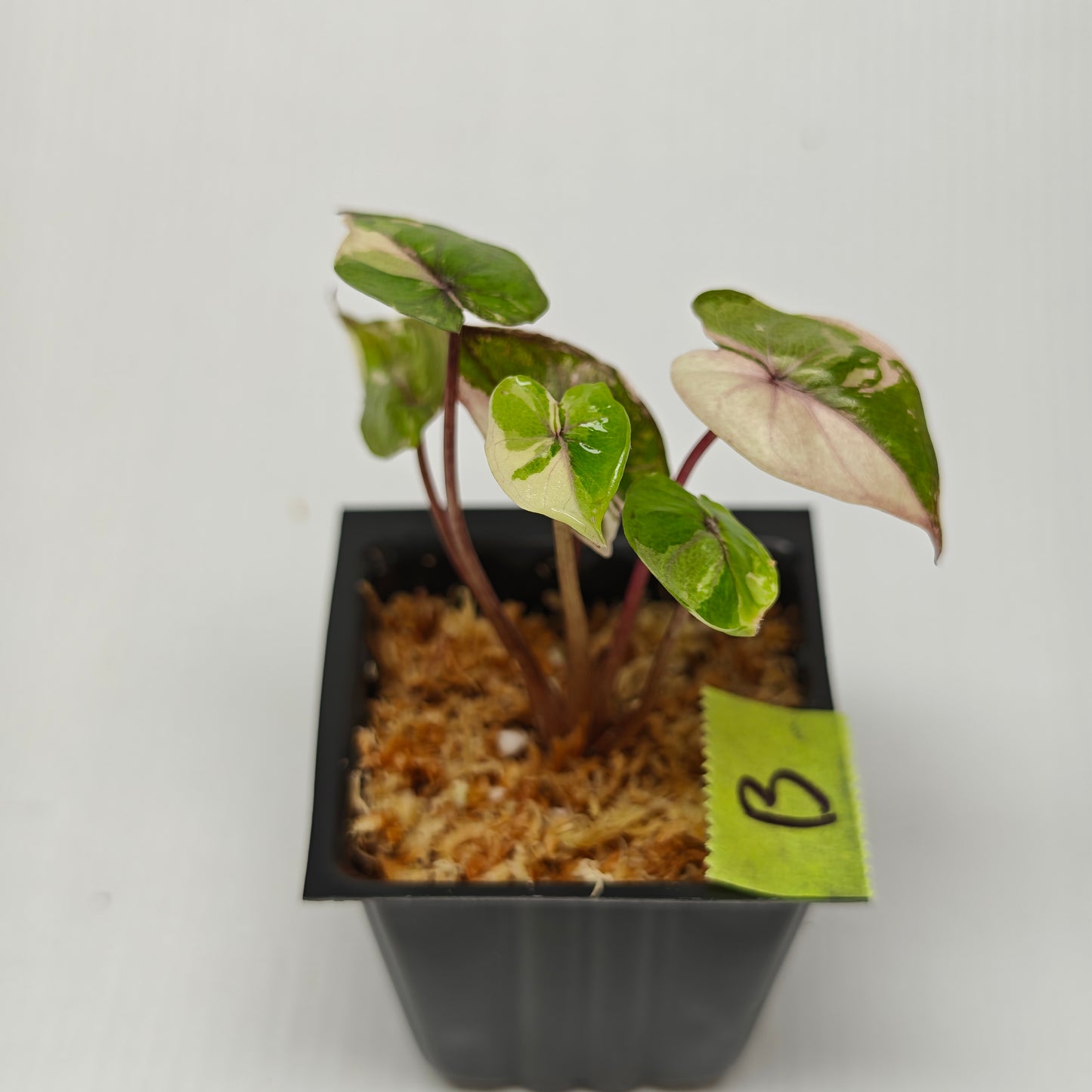 Alocasia Serendipity Variegated