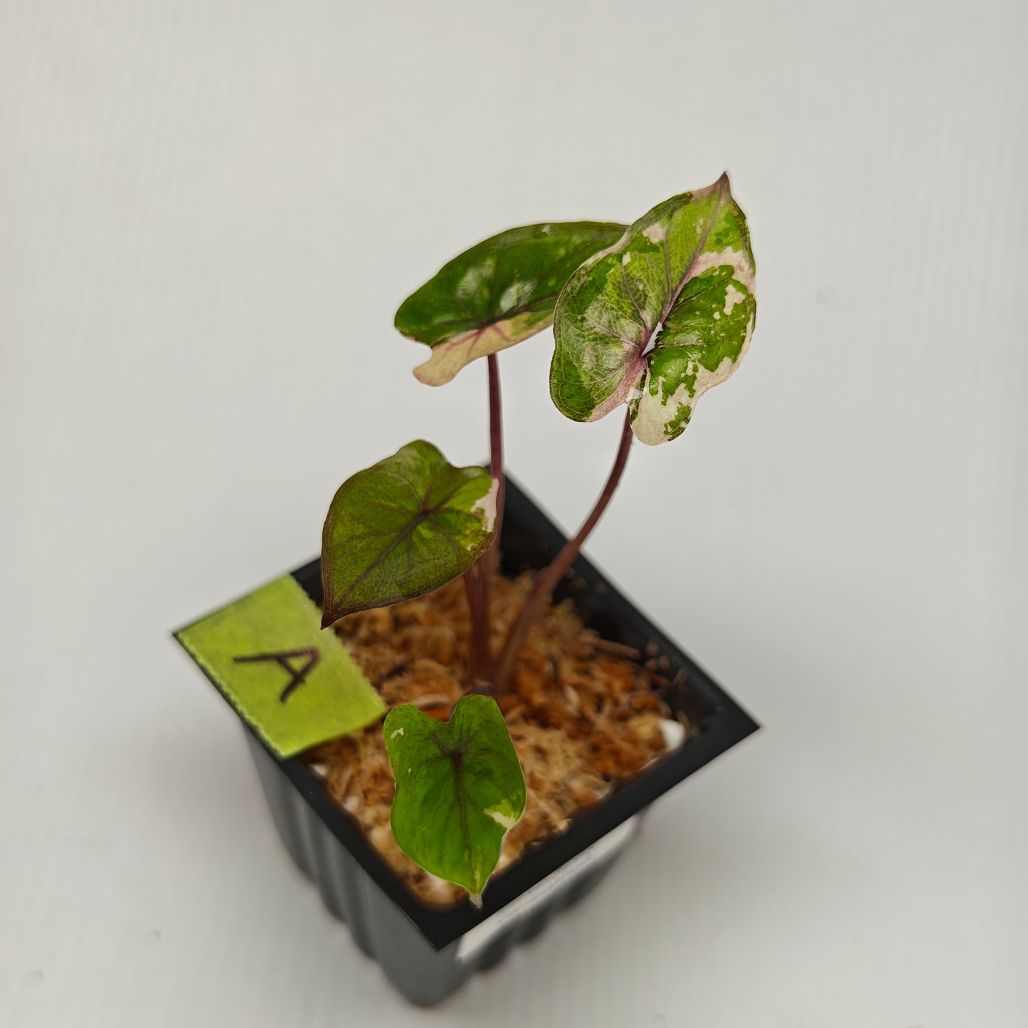 Alocasia Serendipity Variegated