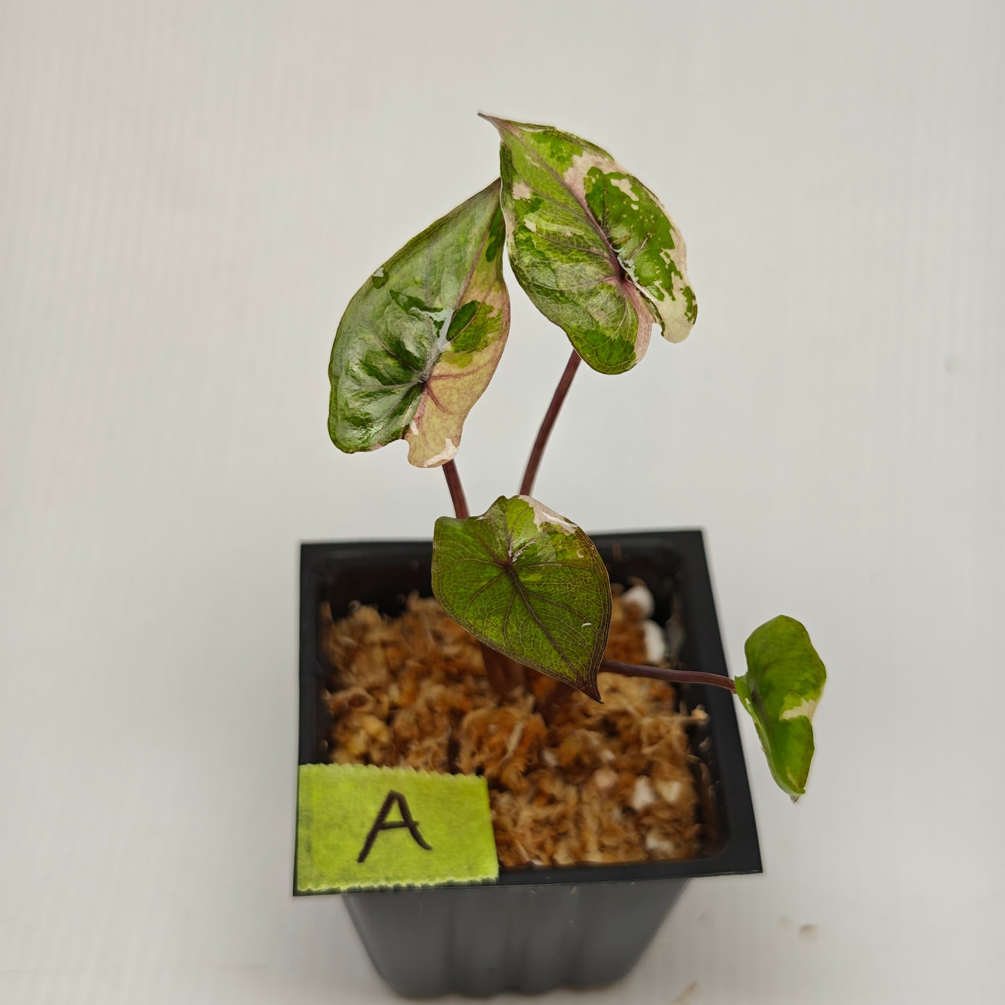 Alocasia Serendipity Variegated