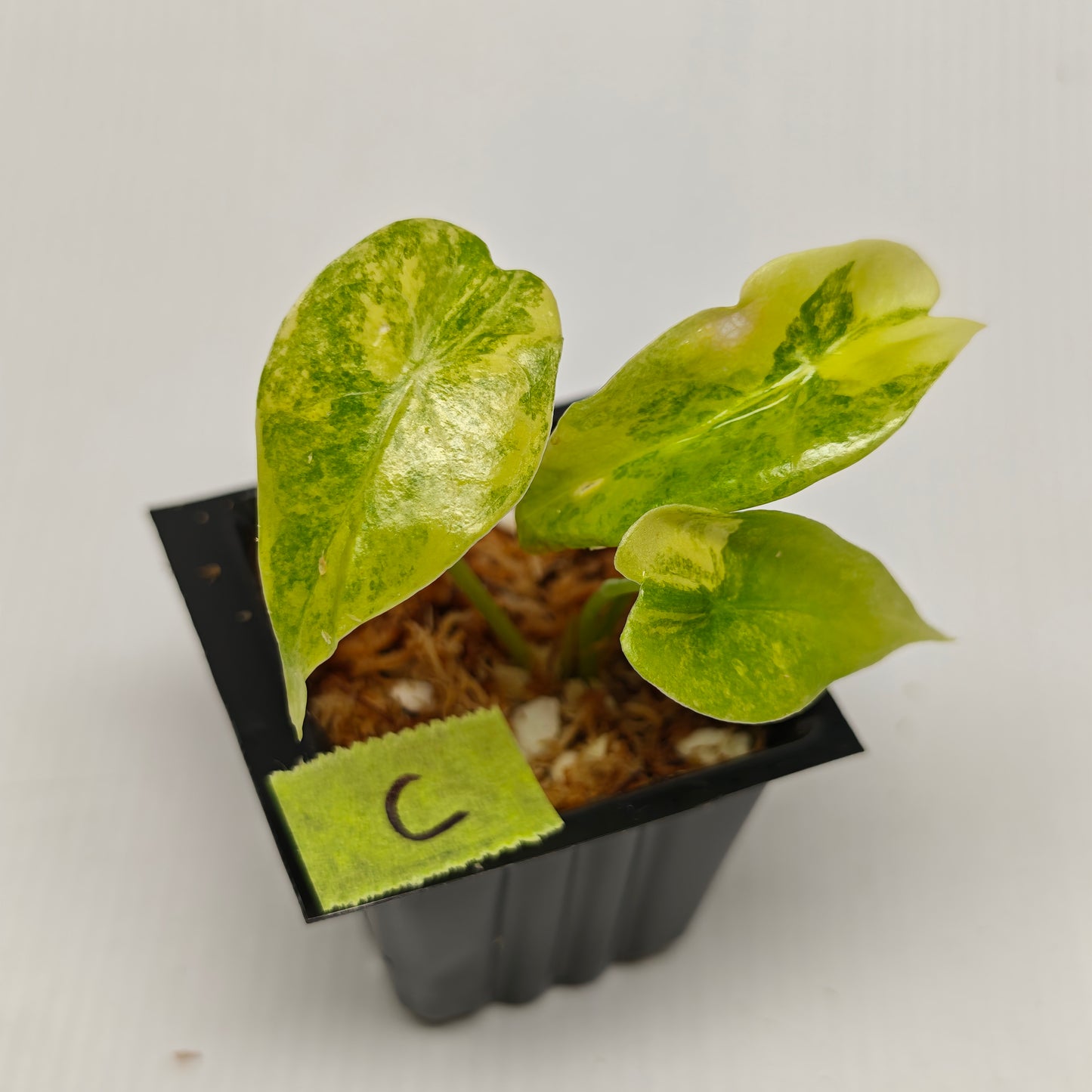 Alocasia venusta Aurea Variegated