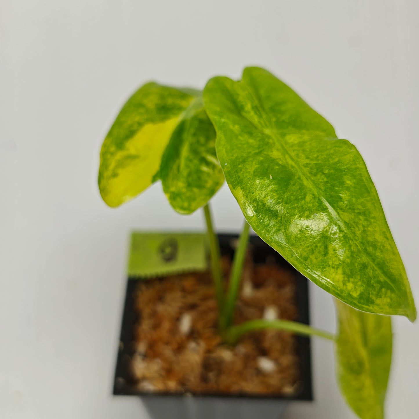 Alocasia venusta Aurea Variegated
