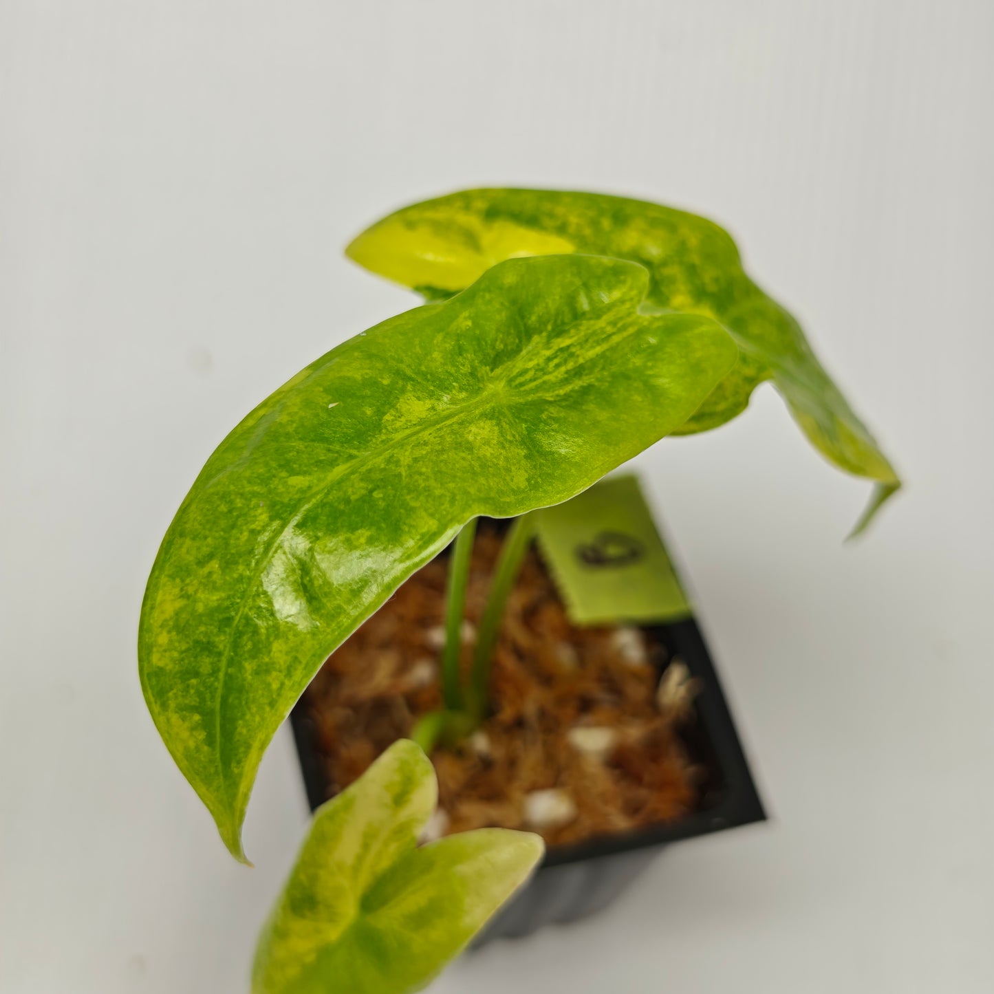 Alocasia venusta Aurea Variegated