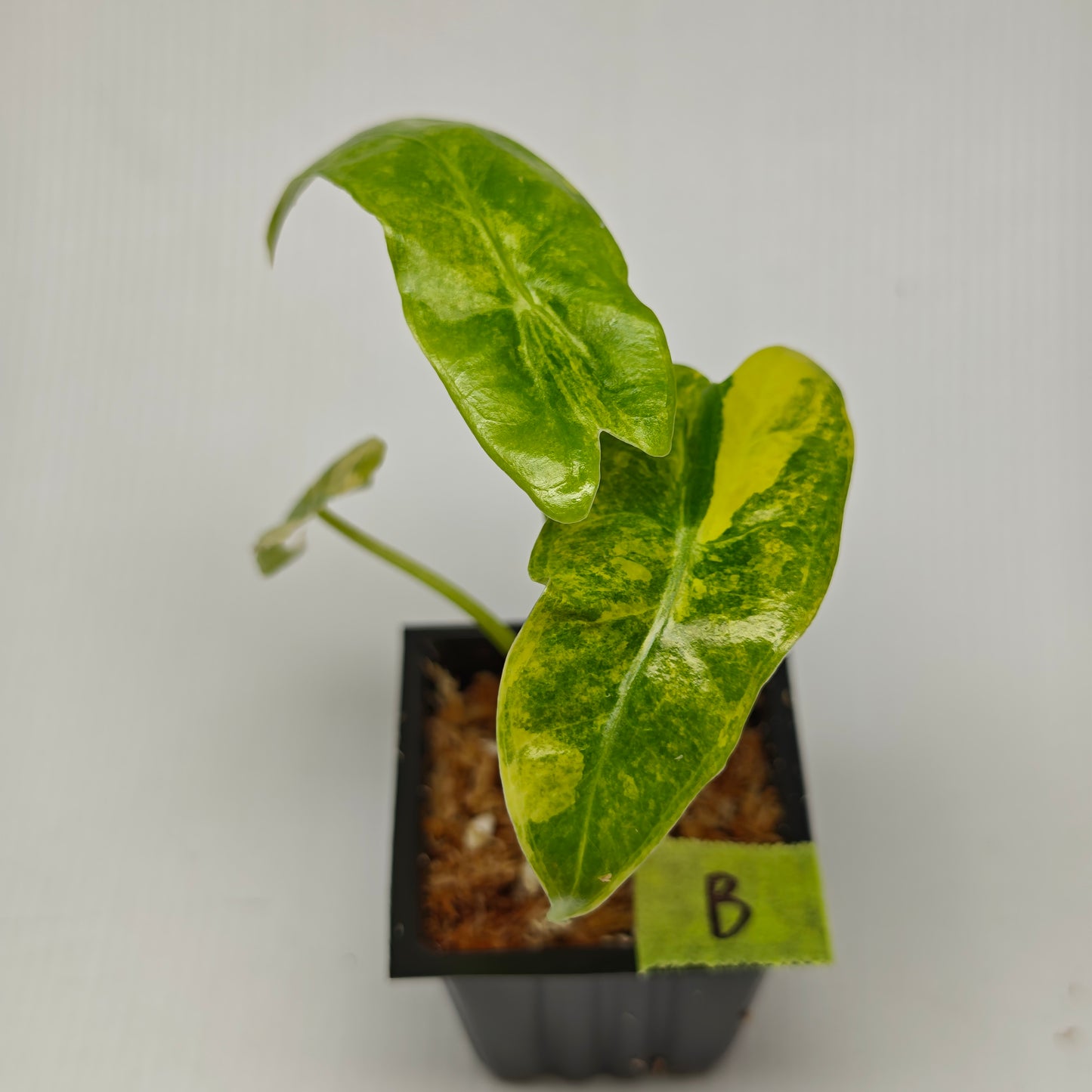 Alocasia venusta Aurea Variegated