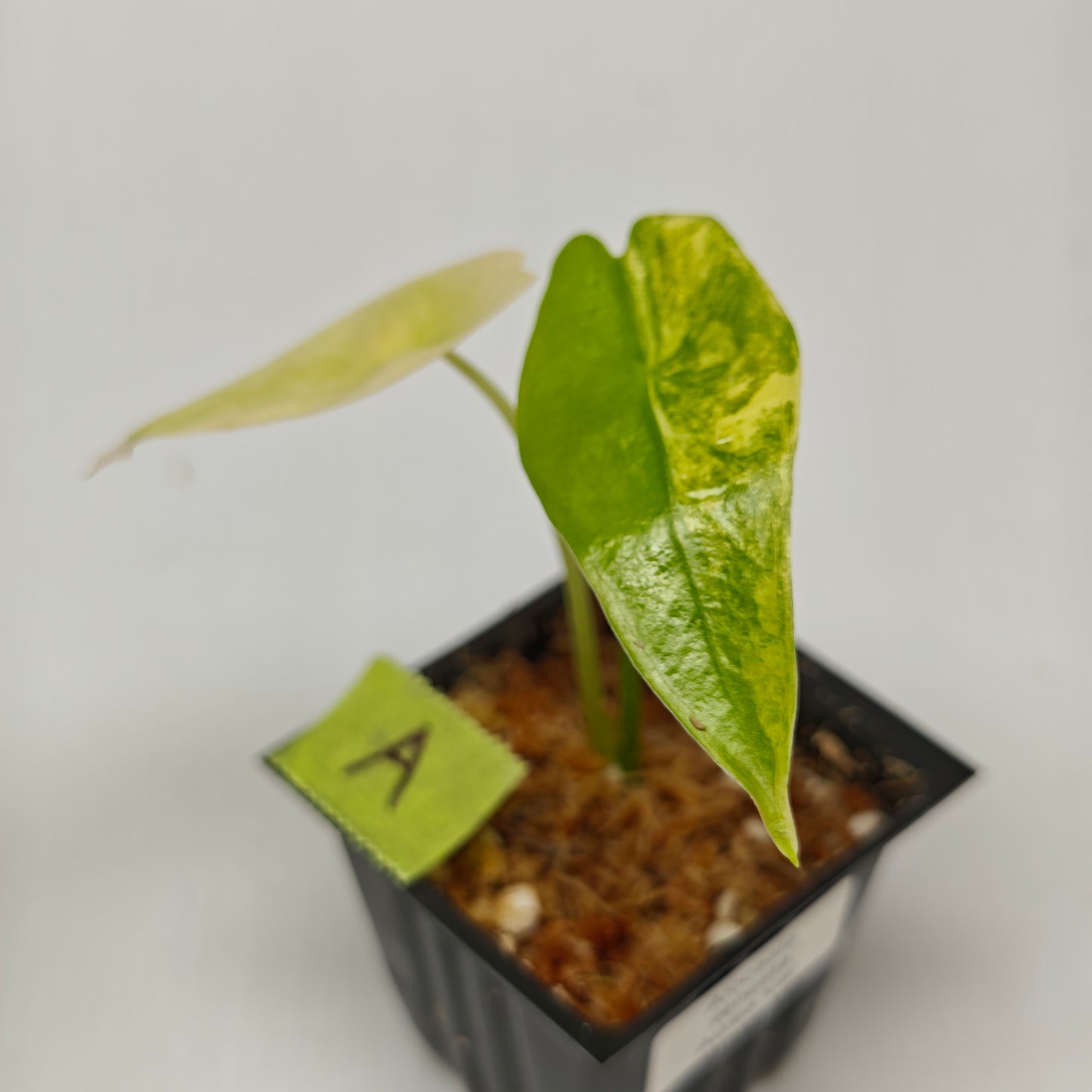 Alocasia venusta Aurea Variegated
