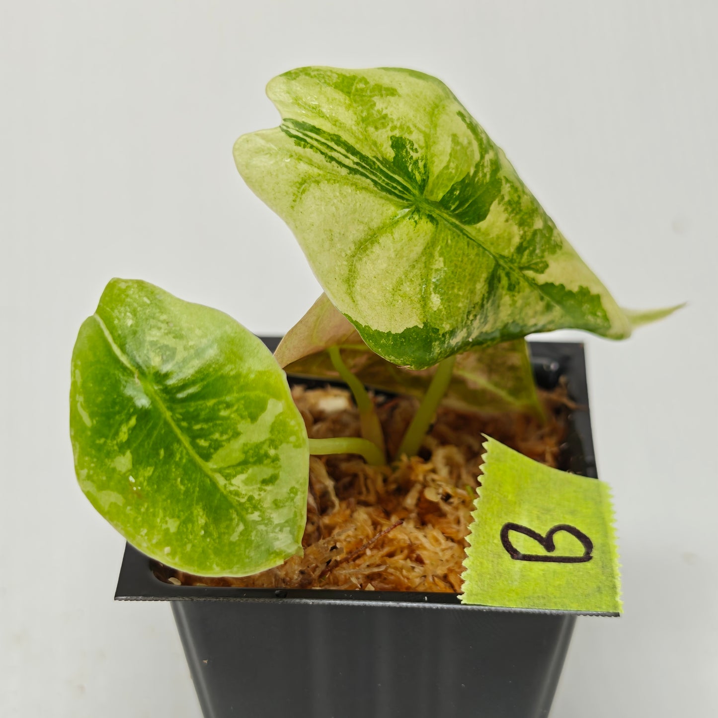 Alocasia sedenii Pink Variegated