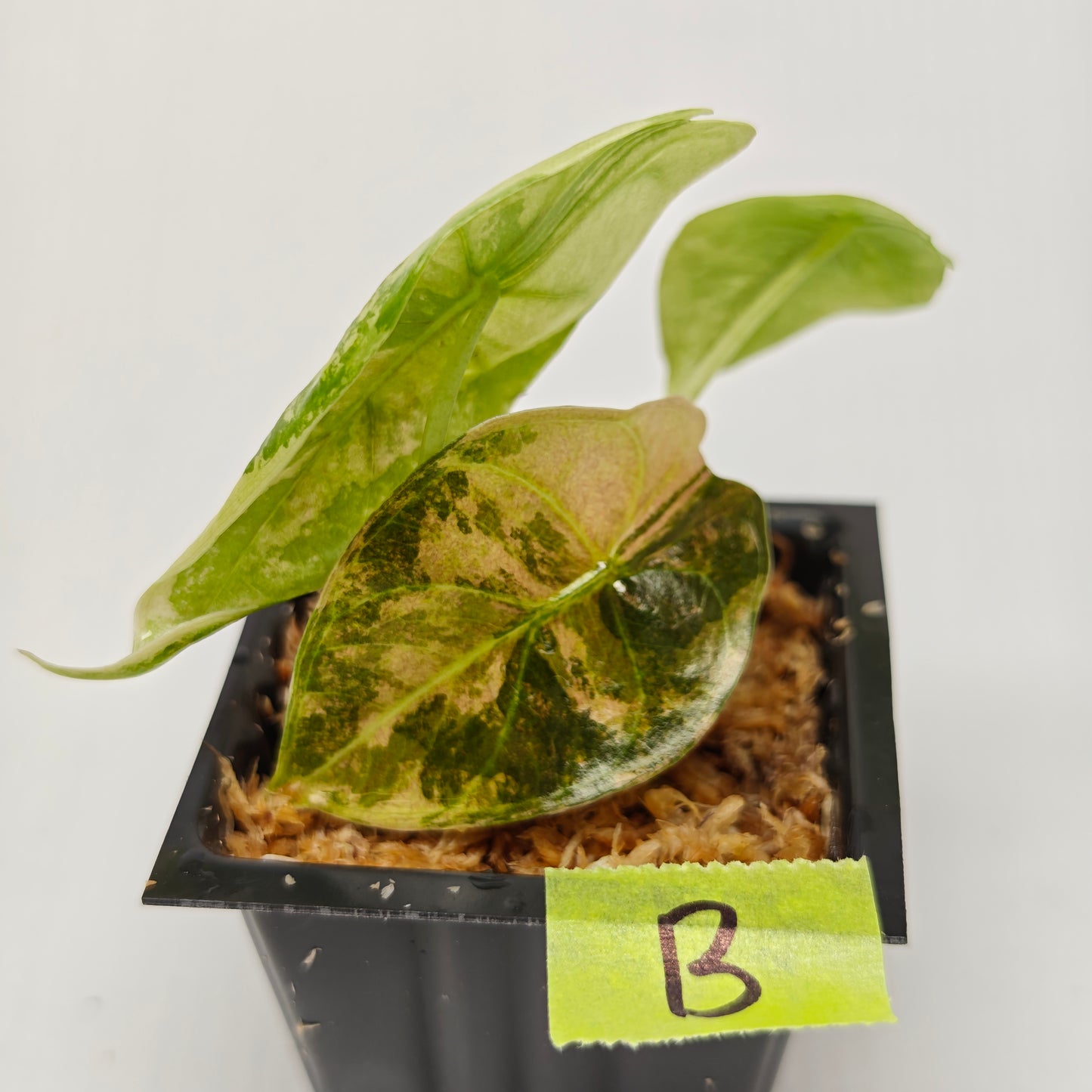 Alocasia sedenii Pink Variegated