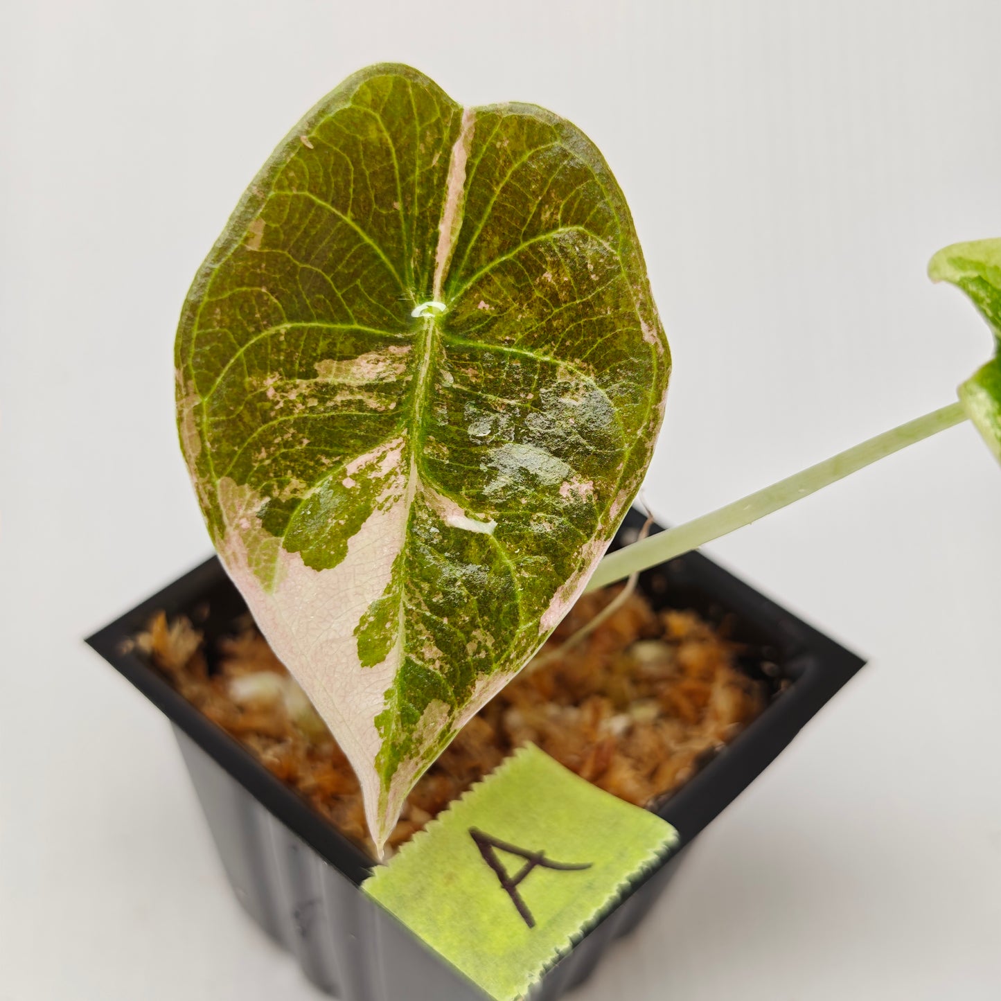 Alocasia sedenii Pink Variegated