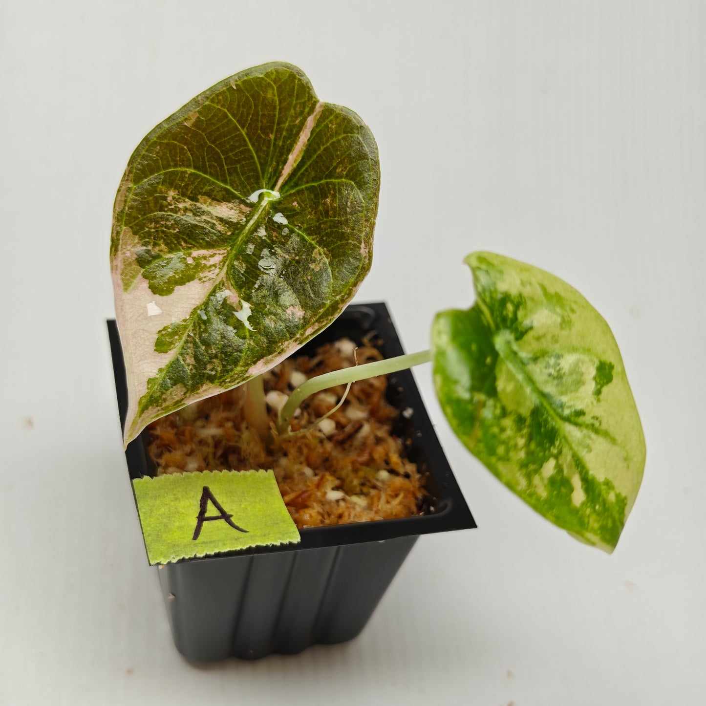 Alocasia sedenii Pink Variegated