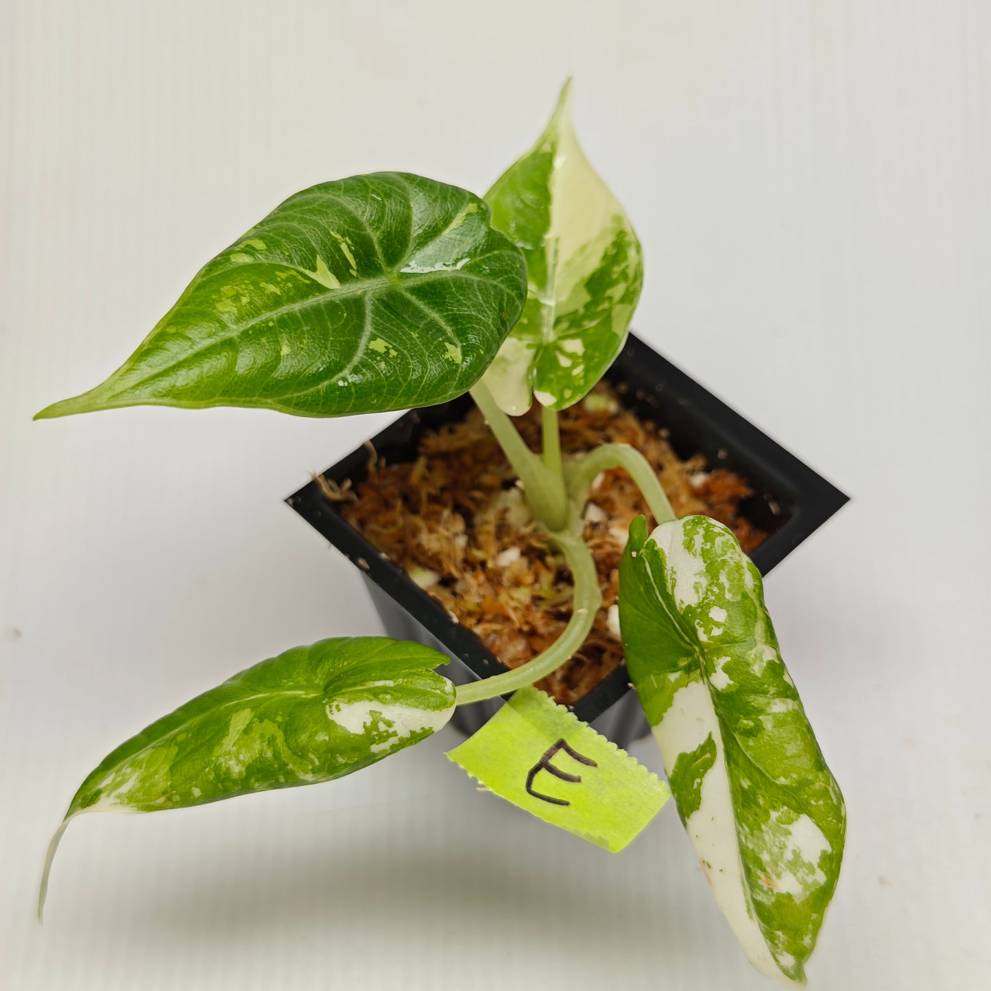 Alocasia Maharani Albo Variegated