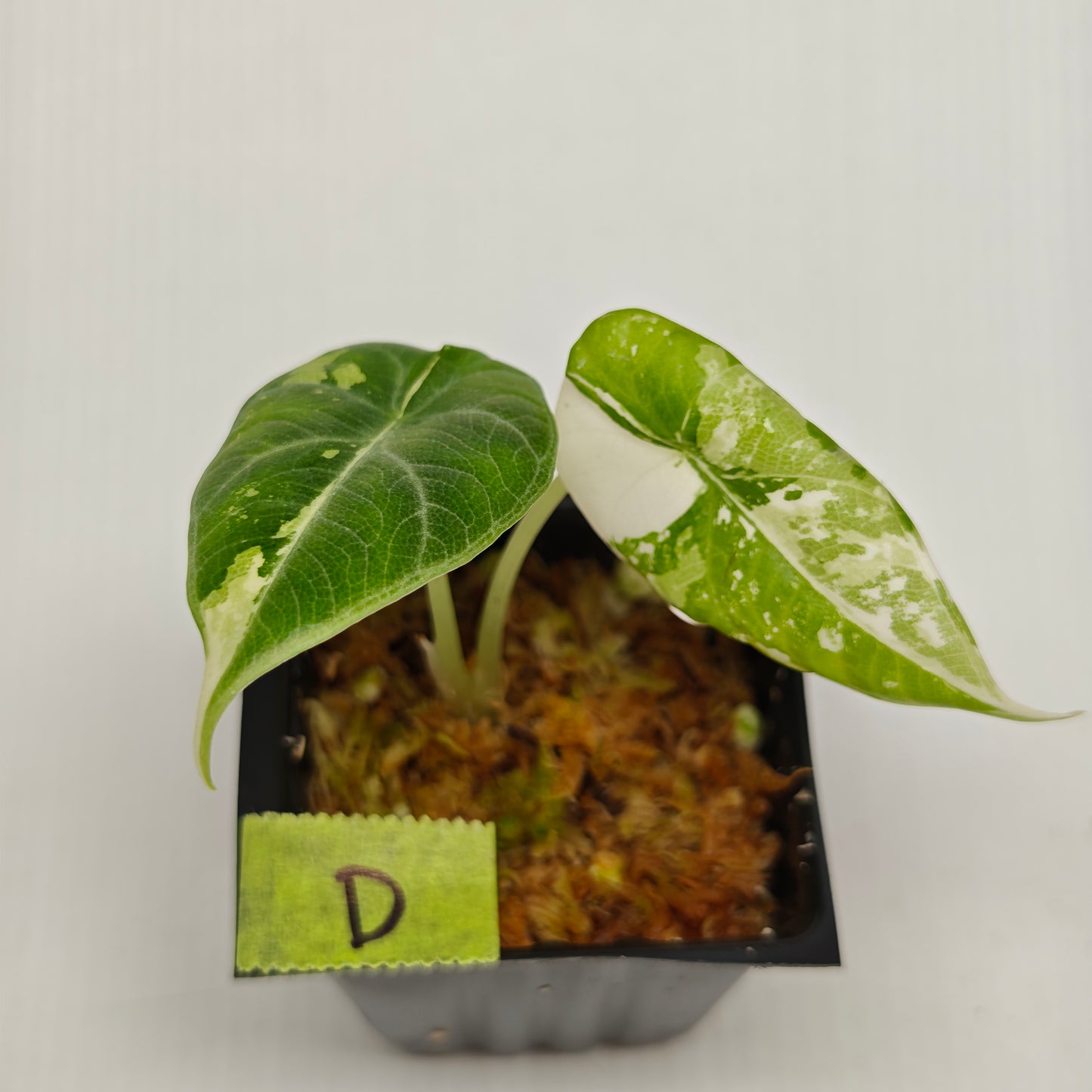Alocasia Maharani Albo Variegated