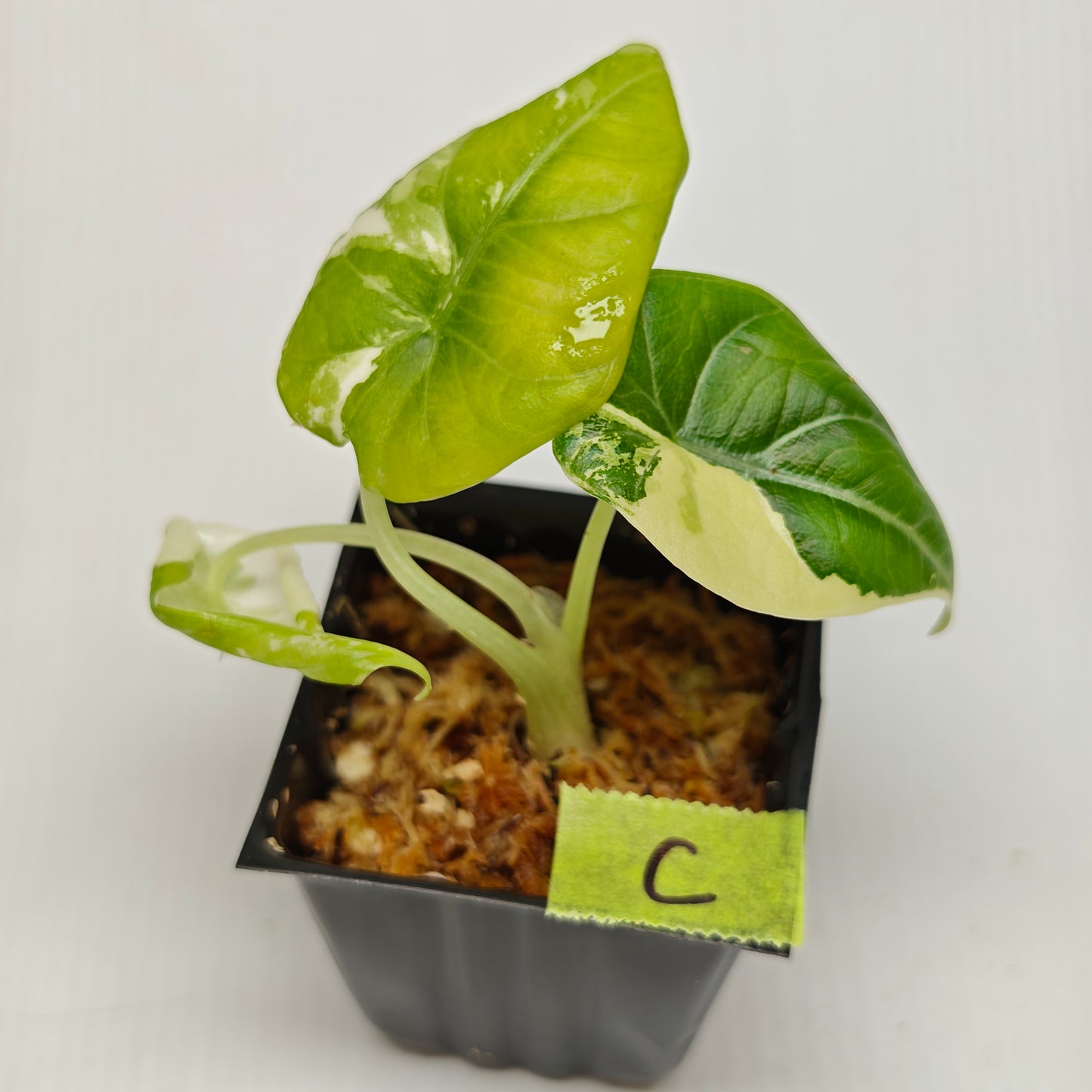 Alocasia Maharani Albo Variegated