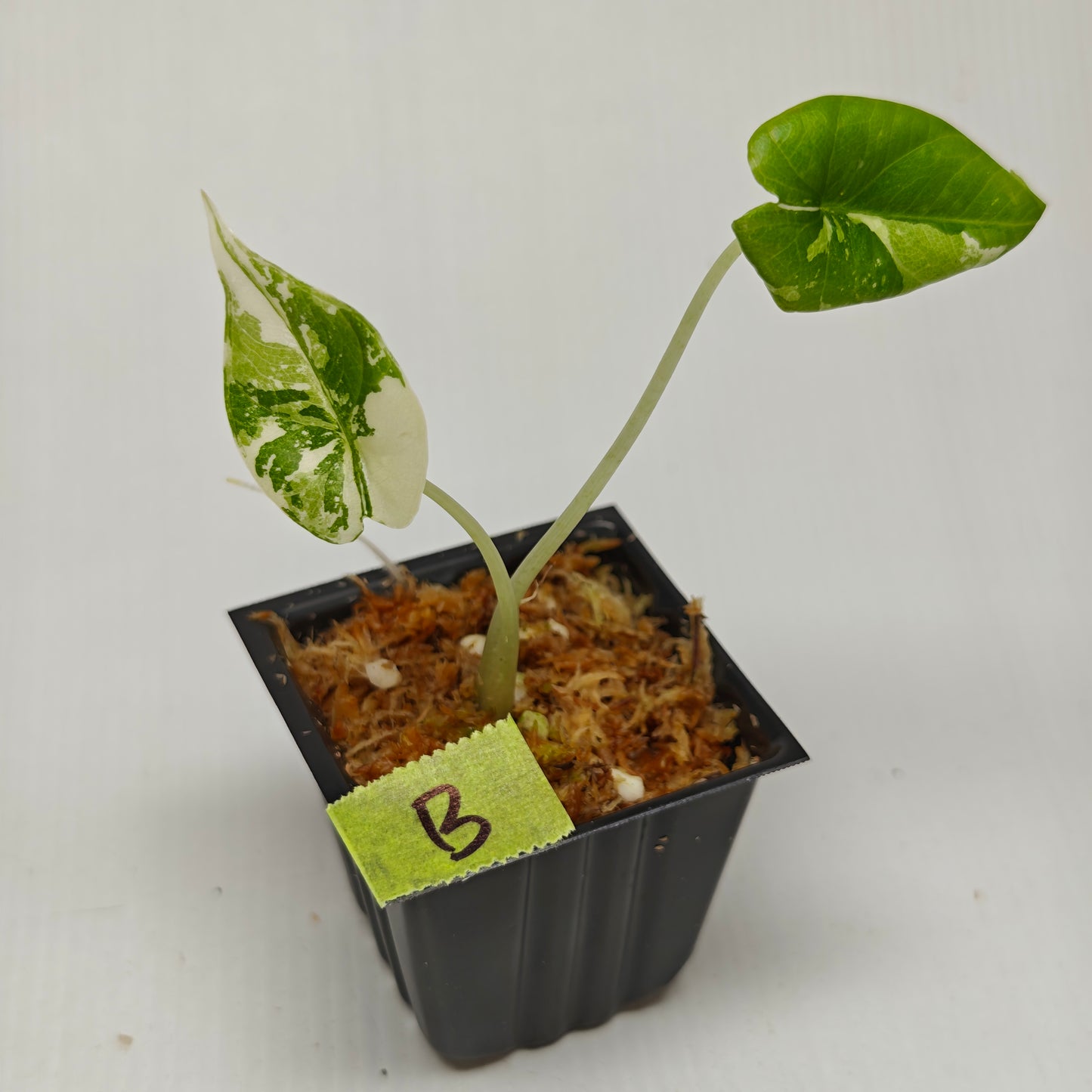 Alocasia Maharani Albo Variegated