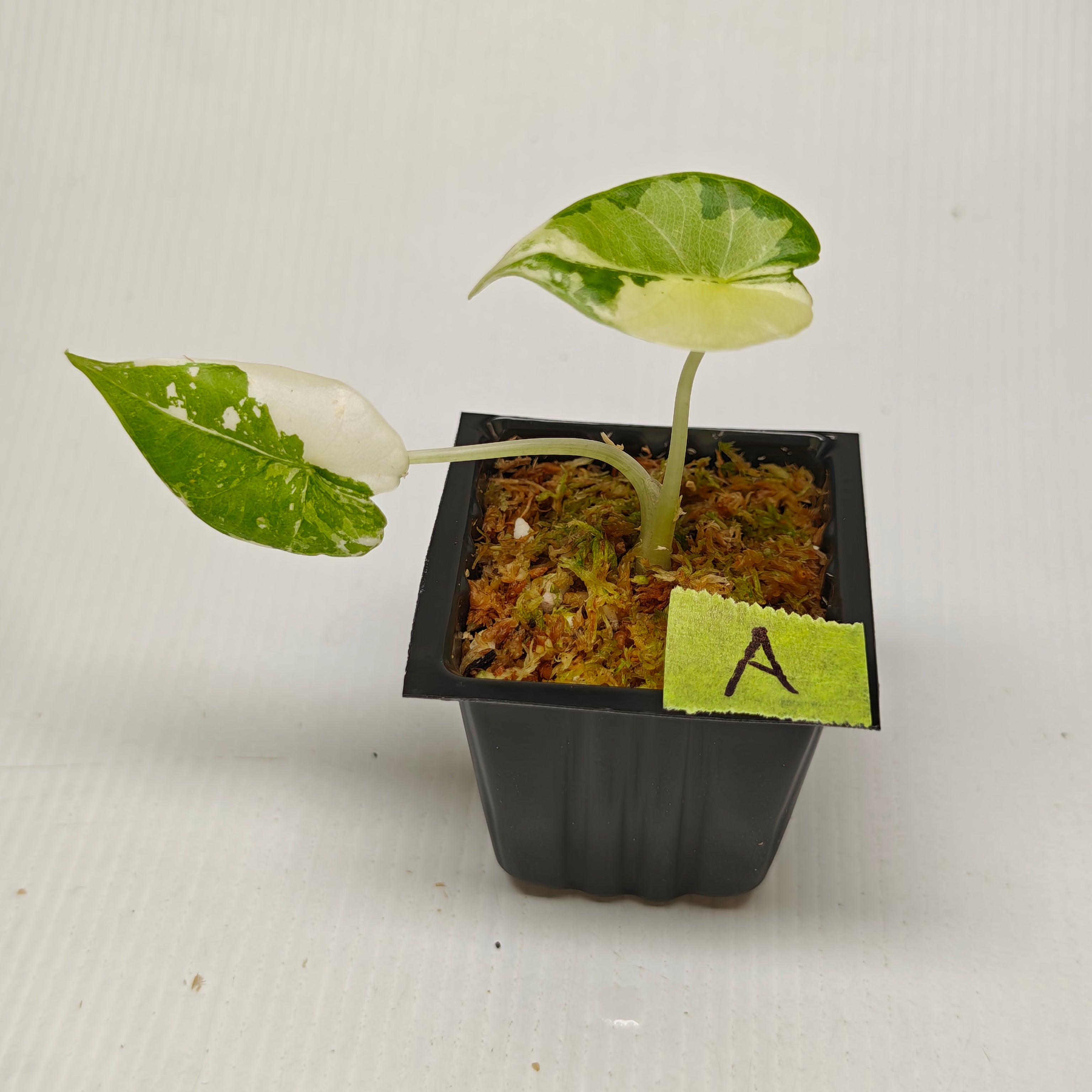 Alocasia Maharani Albo Variegated – Flora Magnifica Australia
