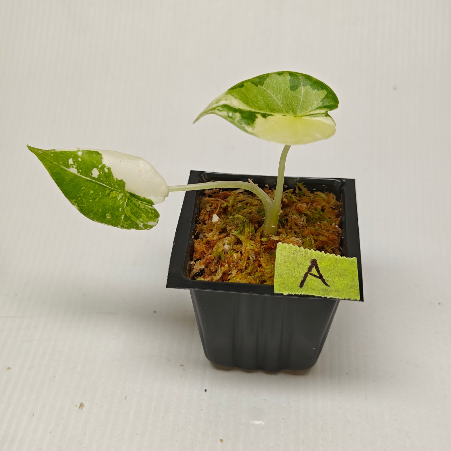 Alocasia Maharani Albo Variegated