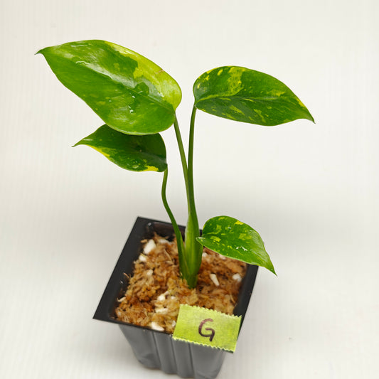 Monstera Electrolyte