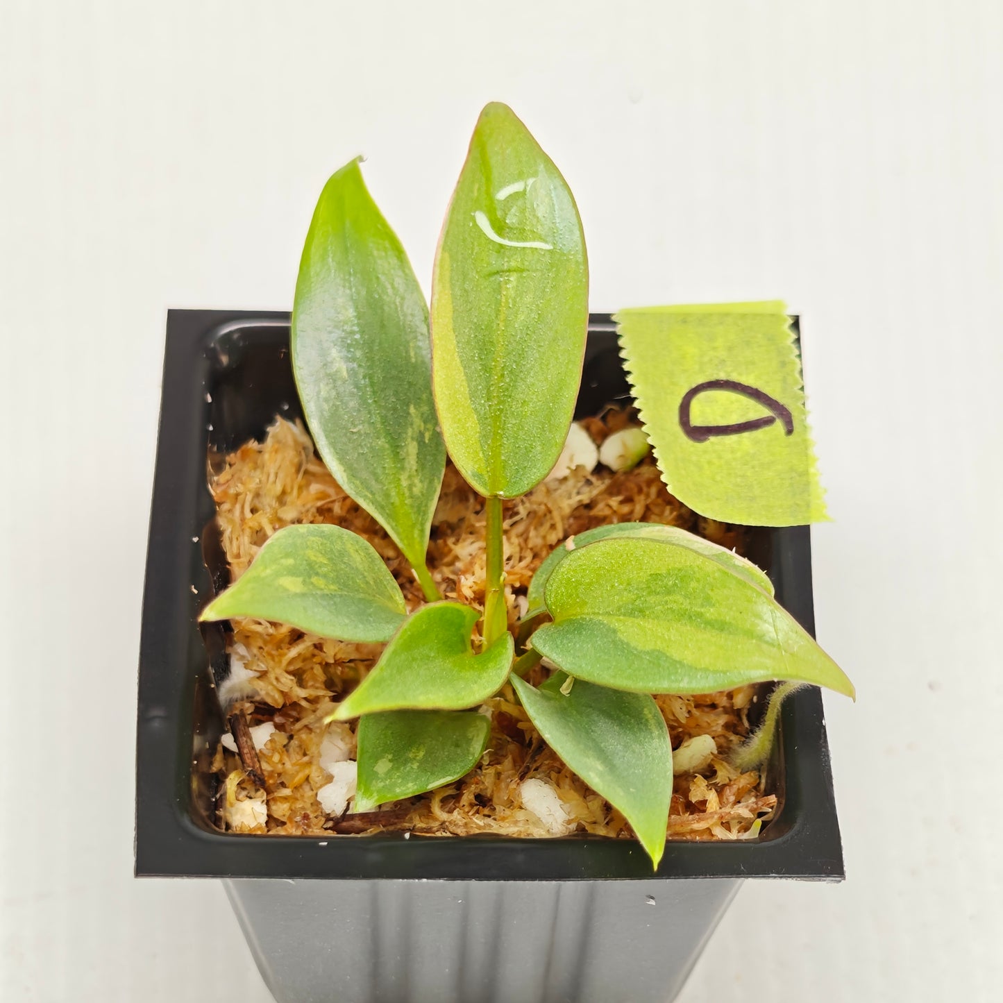 Philodendron atabapoense Pink Marble Variegated