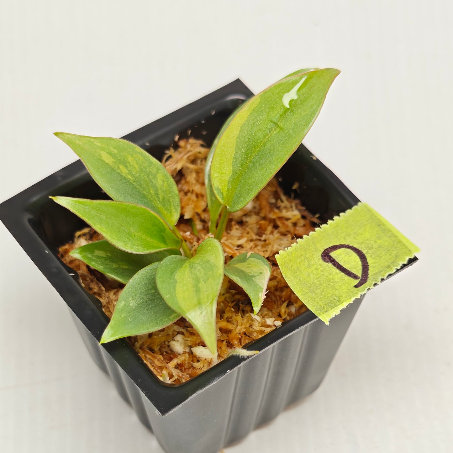 Philodendron atabapoense Pink Marble Variegated