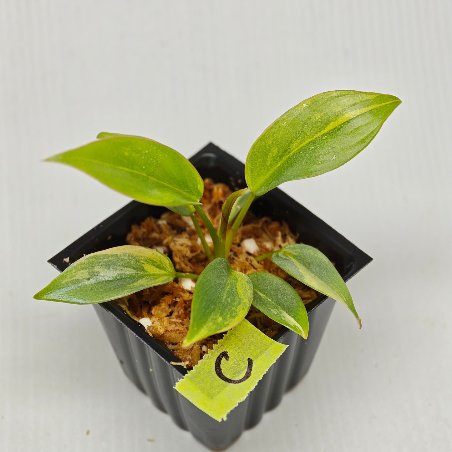 Philodendron atabapoense Pink Marble Variegated