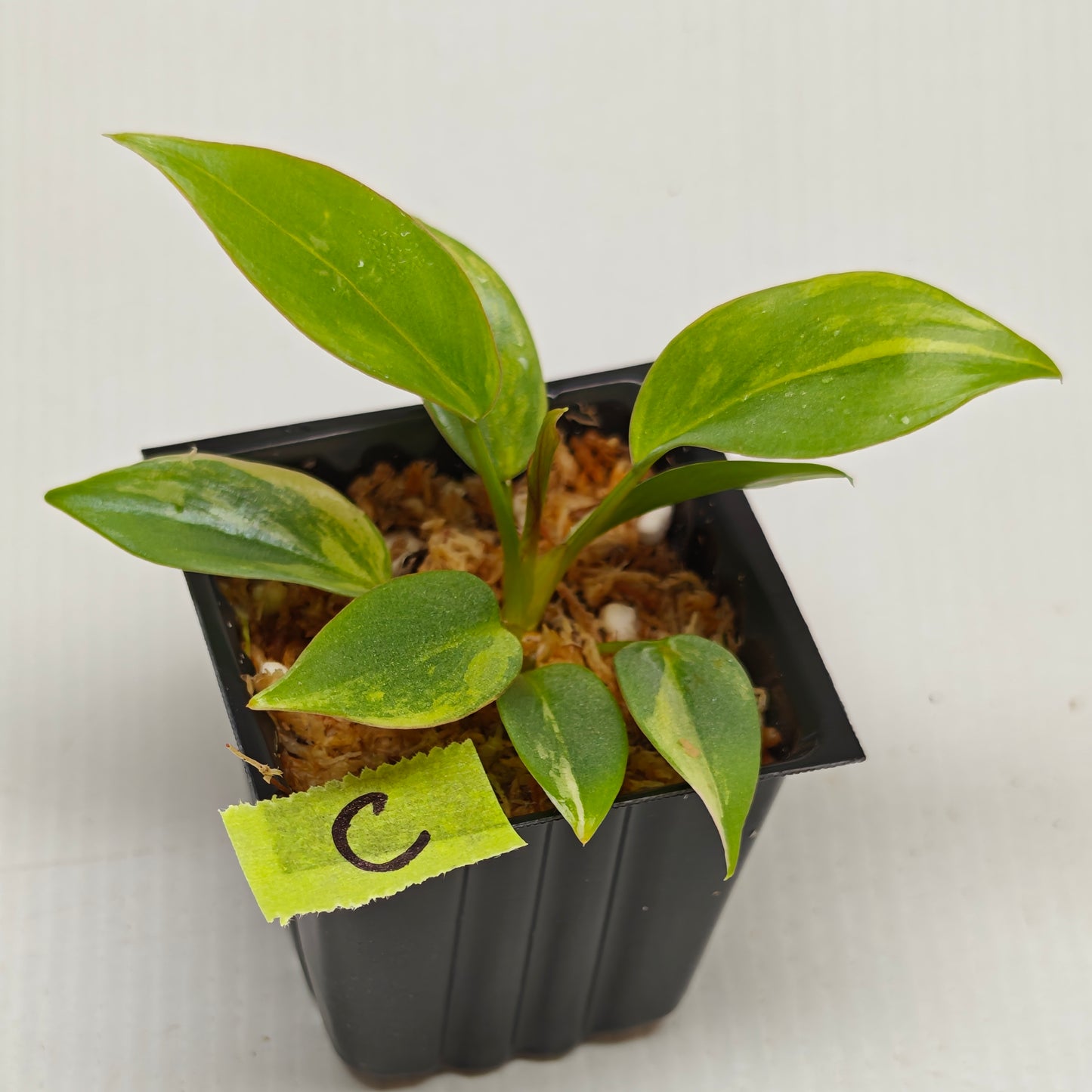 Philodendron atabapoense Pink Marble Variegated