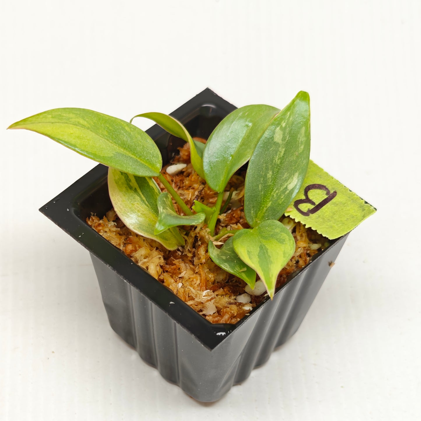 Philodendron atabapoense Pink Marble Variegated