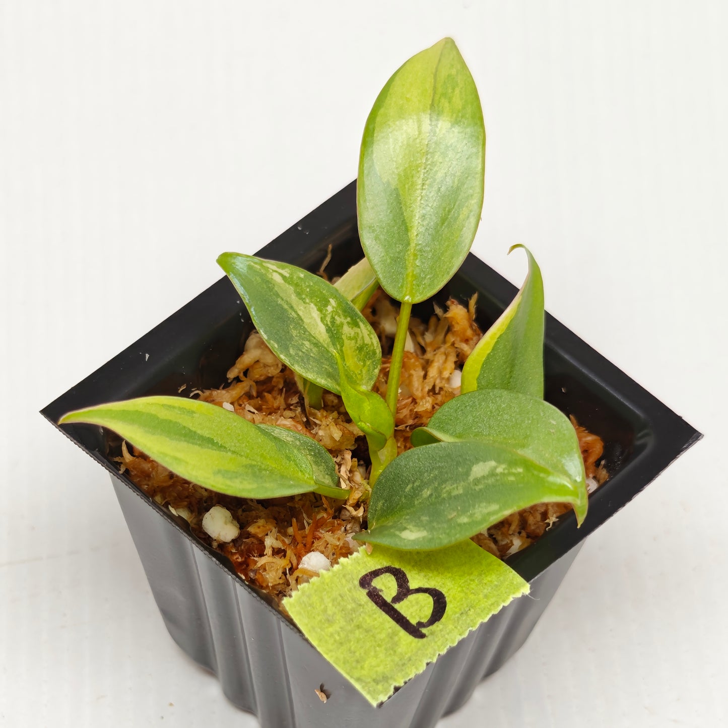 Philodendron atabapoense Pink Marble Variegated