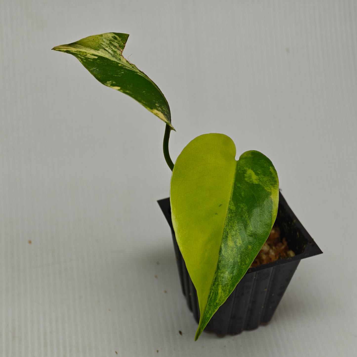 Monstera deliciosa Aurea (Large Form)