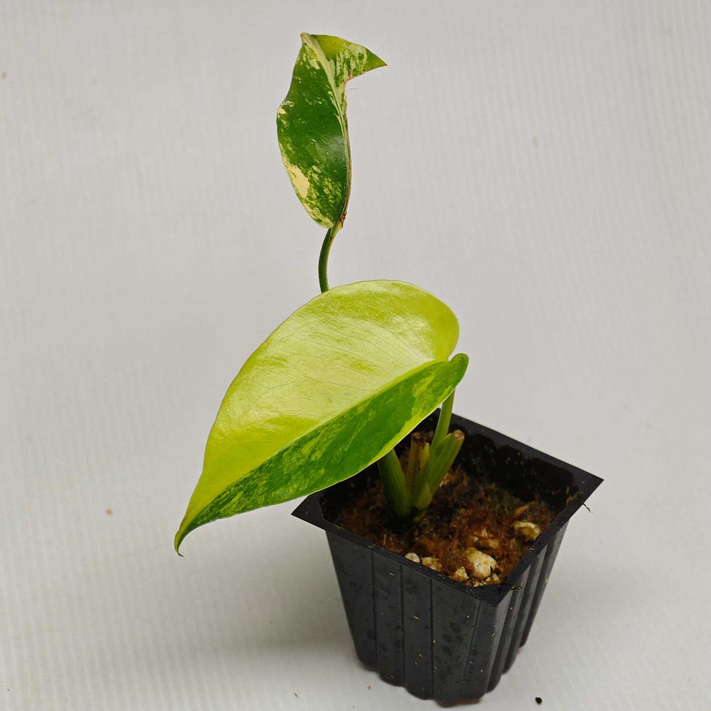 Monstera deliciosa Aurea (Large Form)
