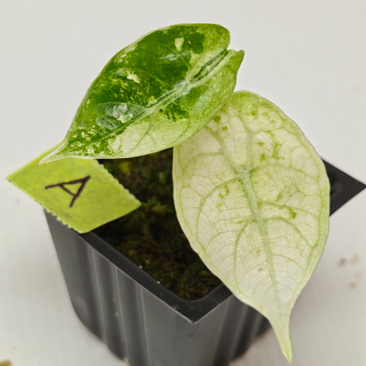 Alocasia Watsoniana Doff Albo Variegated