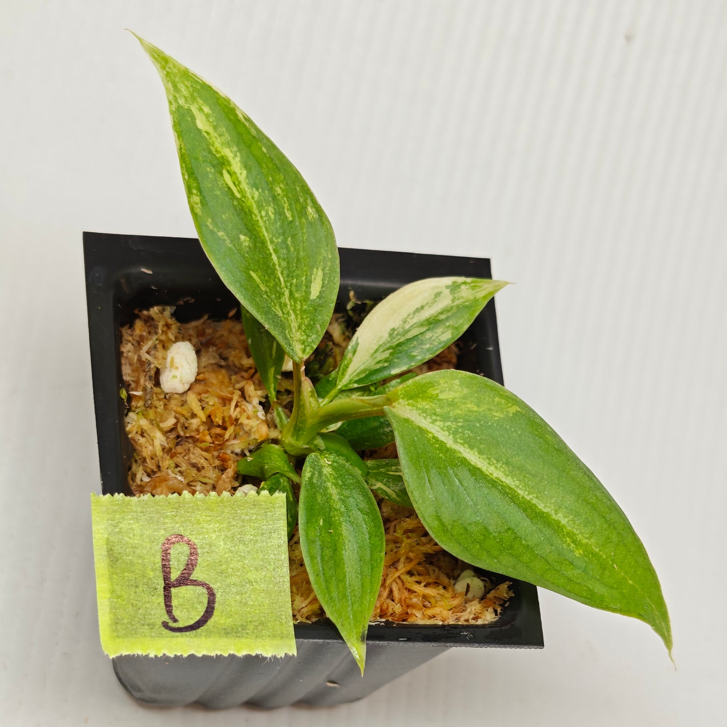 Philodendron gloriosum Aurea Variegated